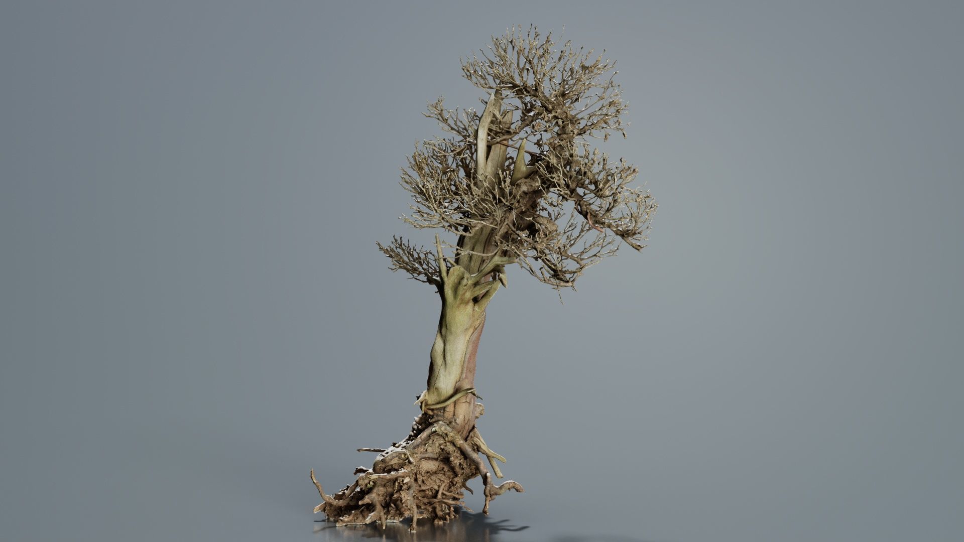 Dead Bonsai Tree 2 Low-poly 3D model_1