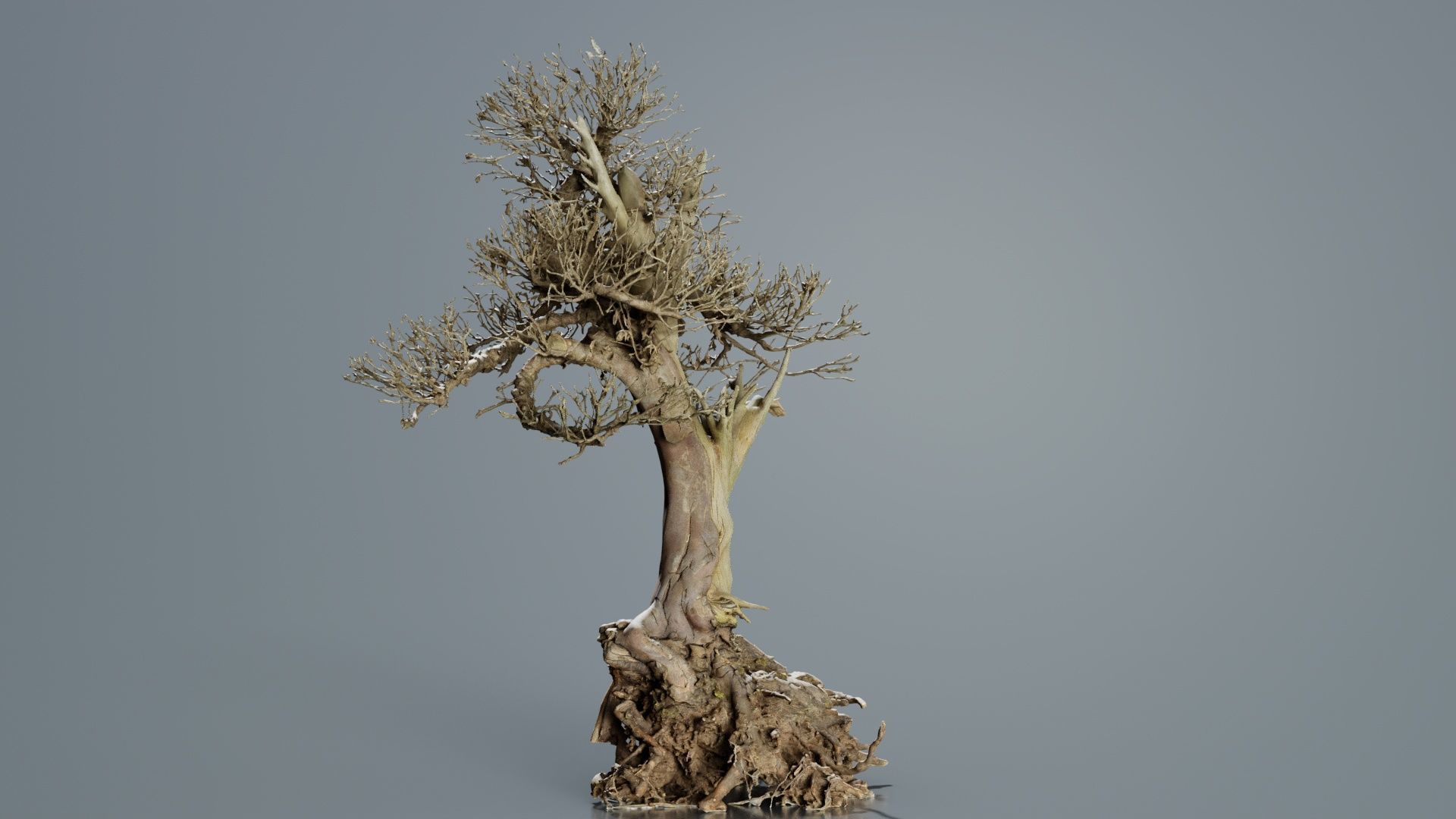 Dead Bonsai Tree 2 Low-poly 3D model_2