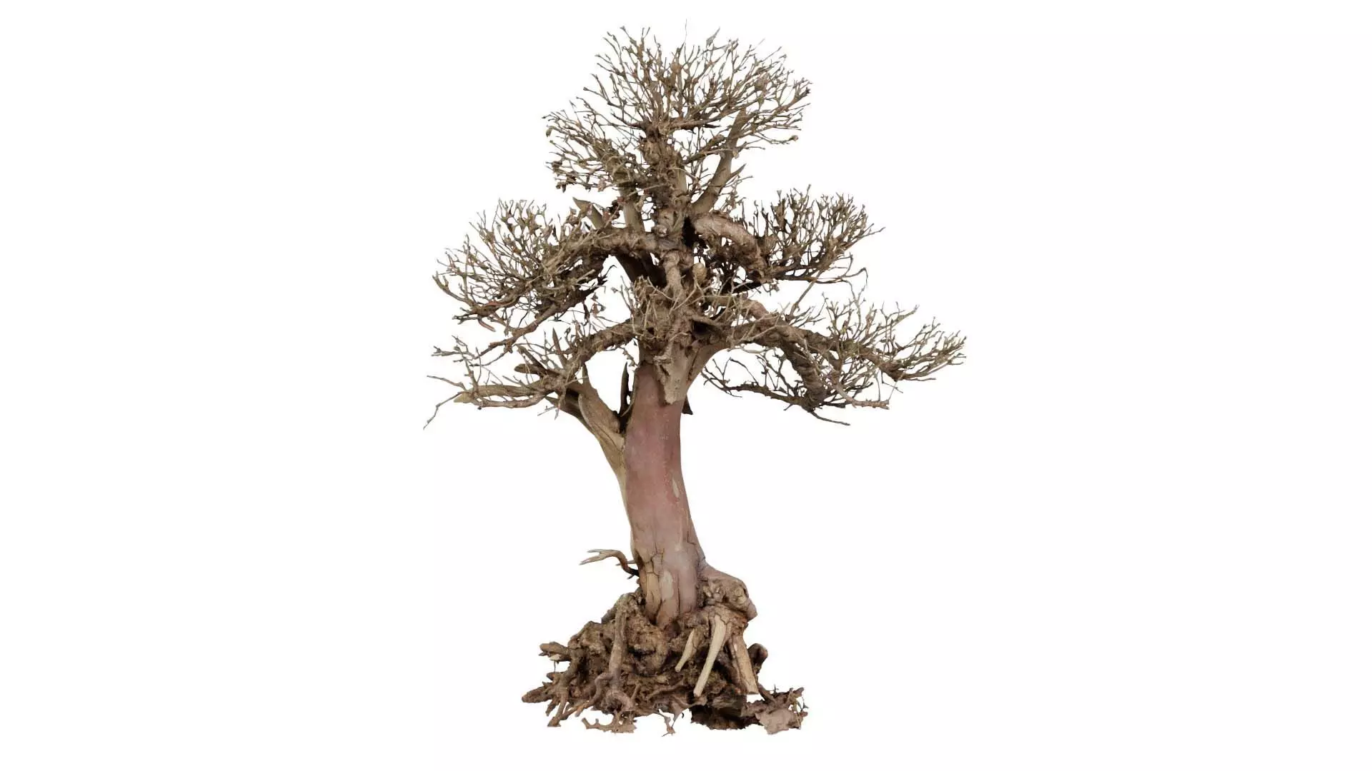 Dead Bonsai Tree 2 Low-poly 3D model_0