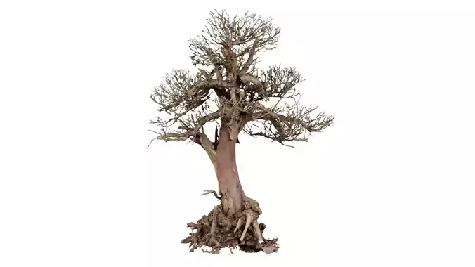Dead Bonsai Tree 2 Low-poly 3D model