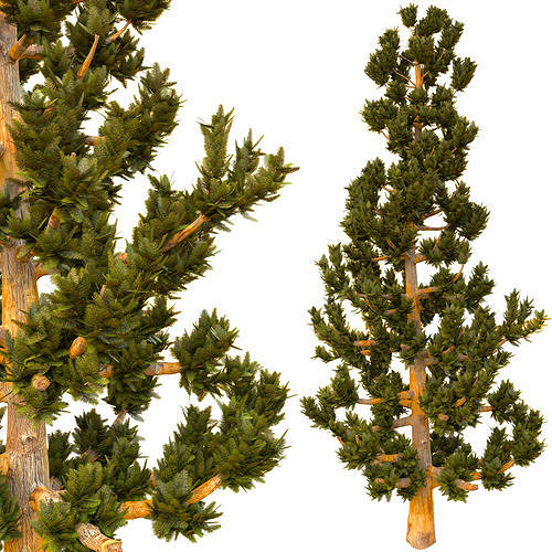 tree 11 3D model