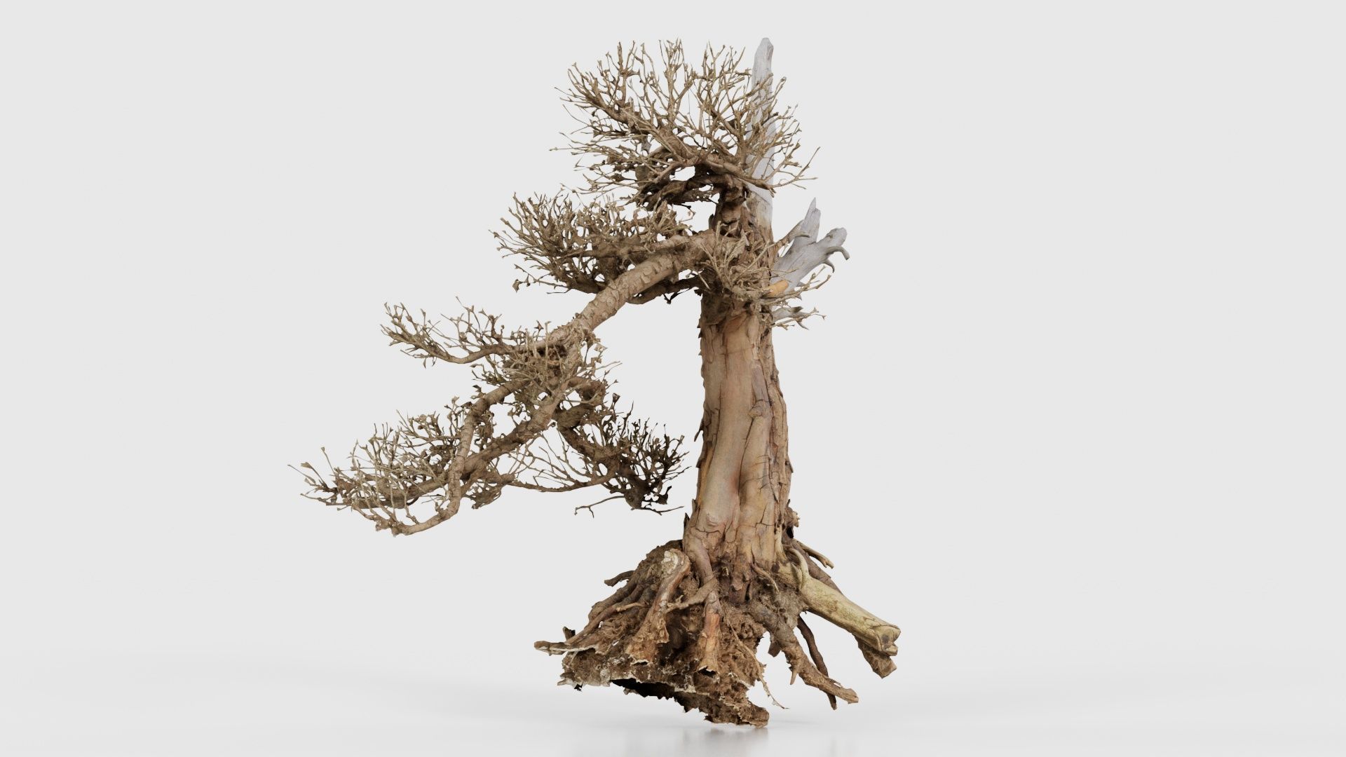 Dead Bonsai Tree 3 Low-poly 3D model_17