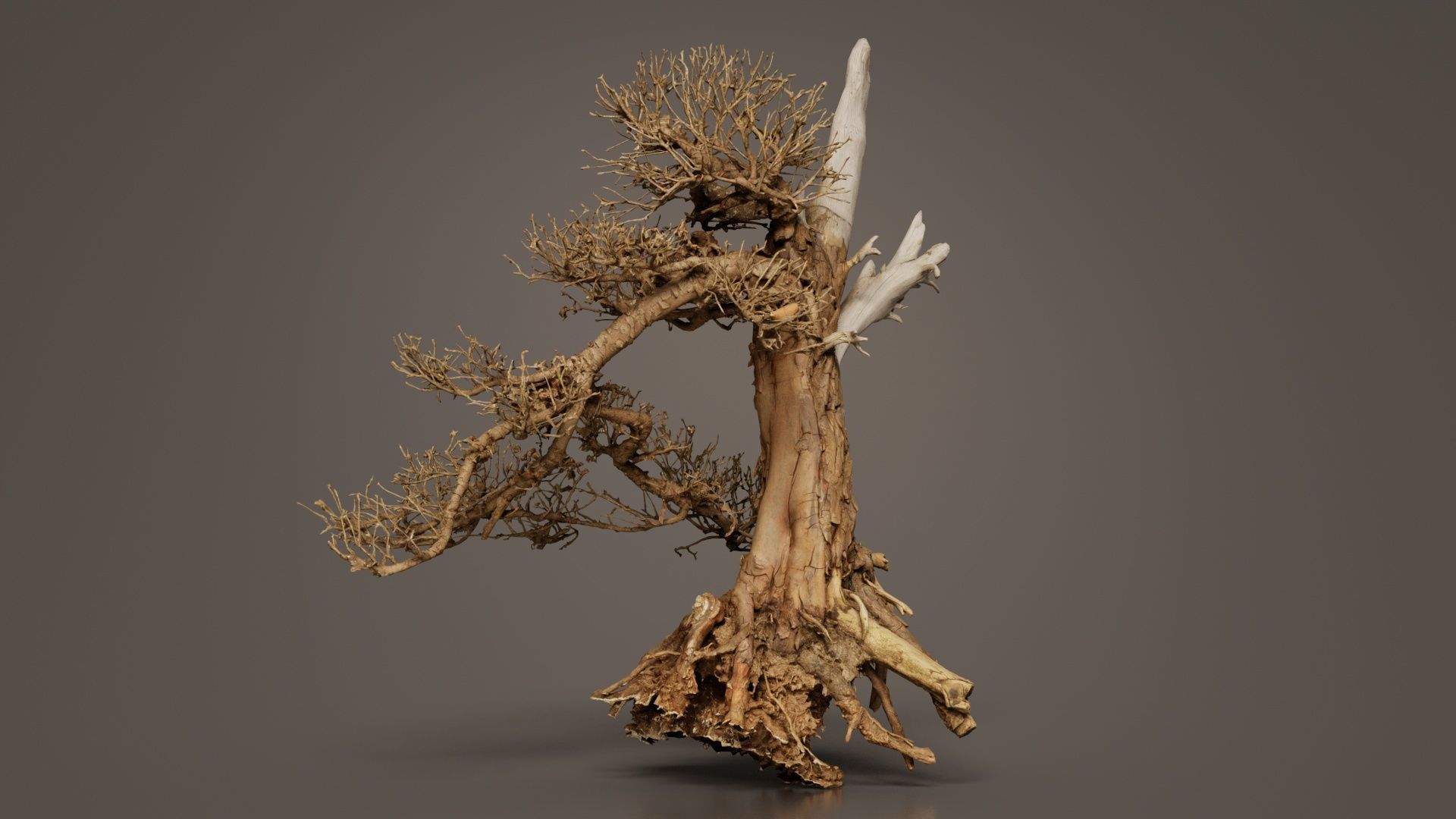 Dead Bonsai Tree 3 Low-poly 3D model_7
