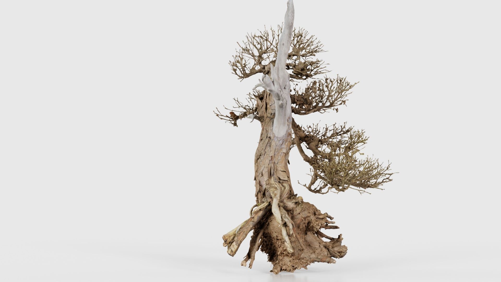 Dead Bonsai Tree 3 Low-poly 3D model_24