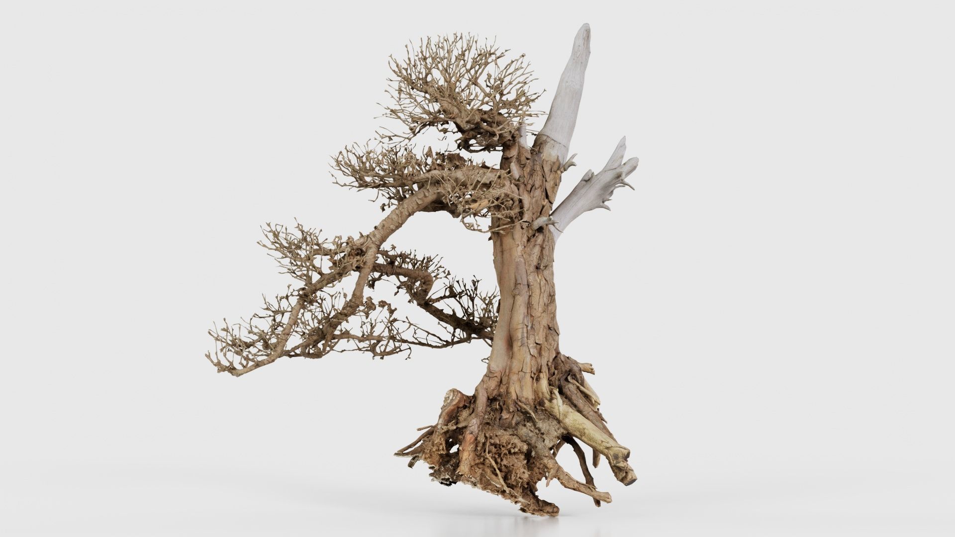 Dead Bonsai Tree 3 Low-poly 3D model_16