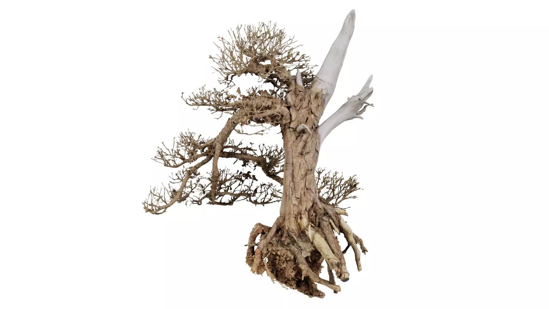 Dead Bonsai Tree 3 Low-poly 3D model_0