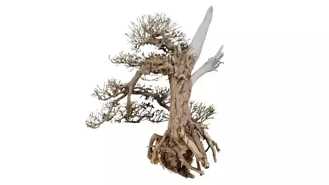 Dead Bonsai Tree 3 Low-poly 3D model