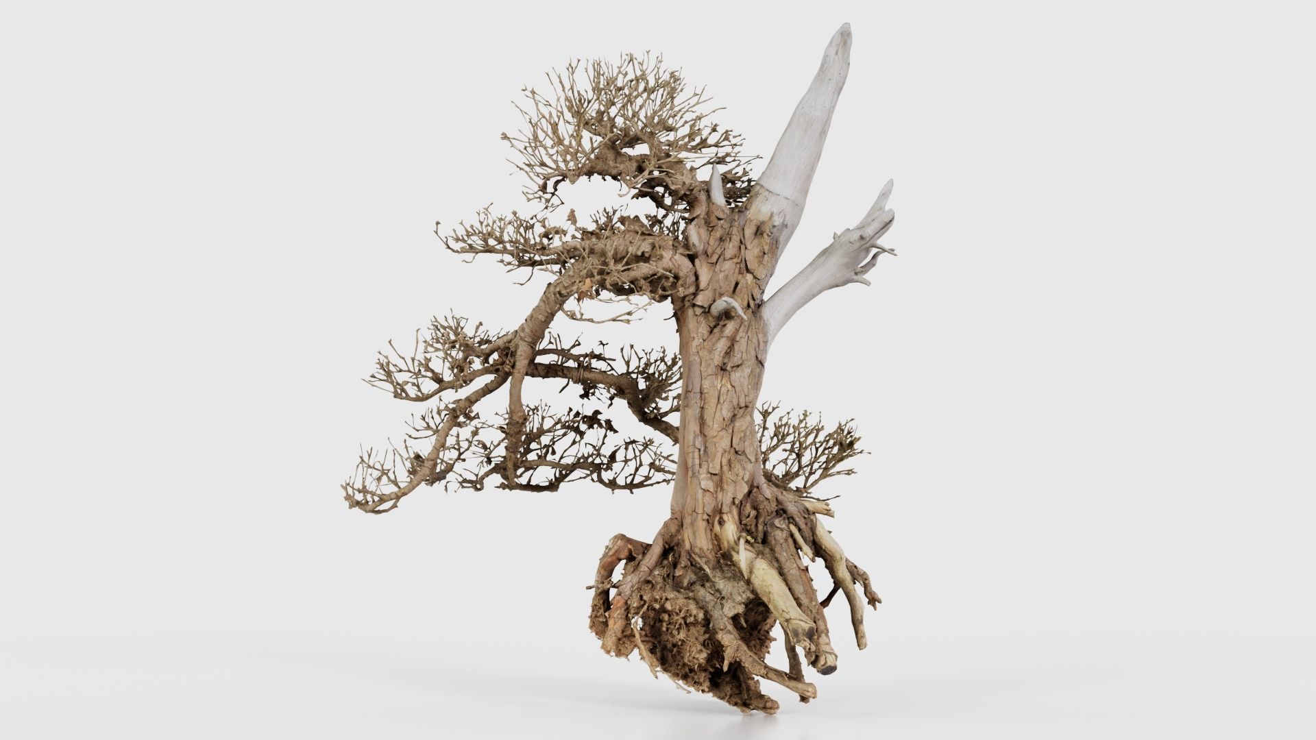 Dead Bonsai Tree 3 Low-poly 3D model_15