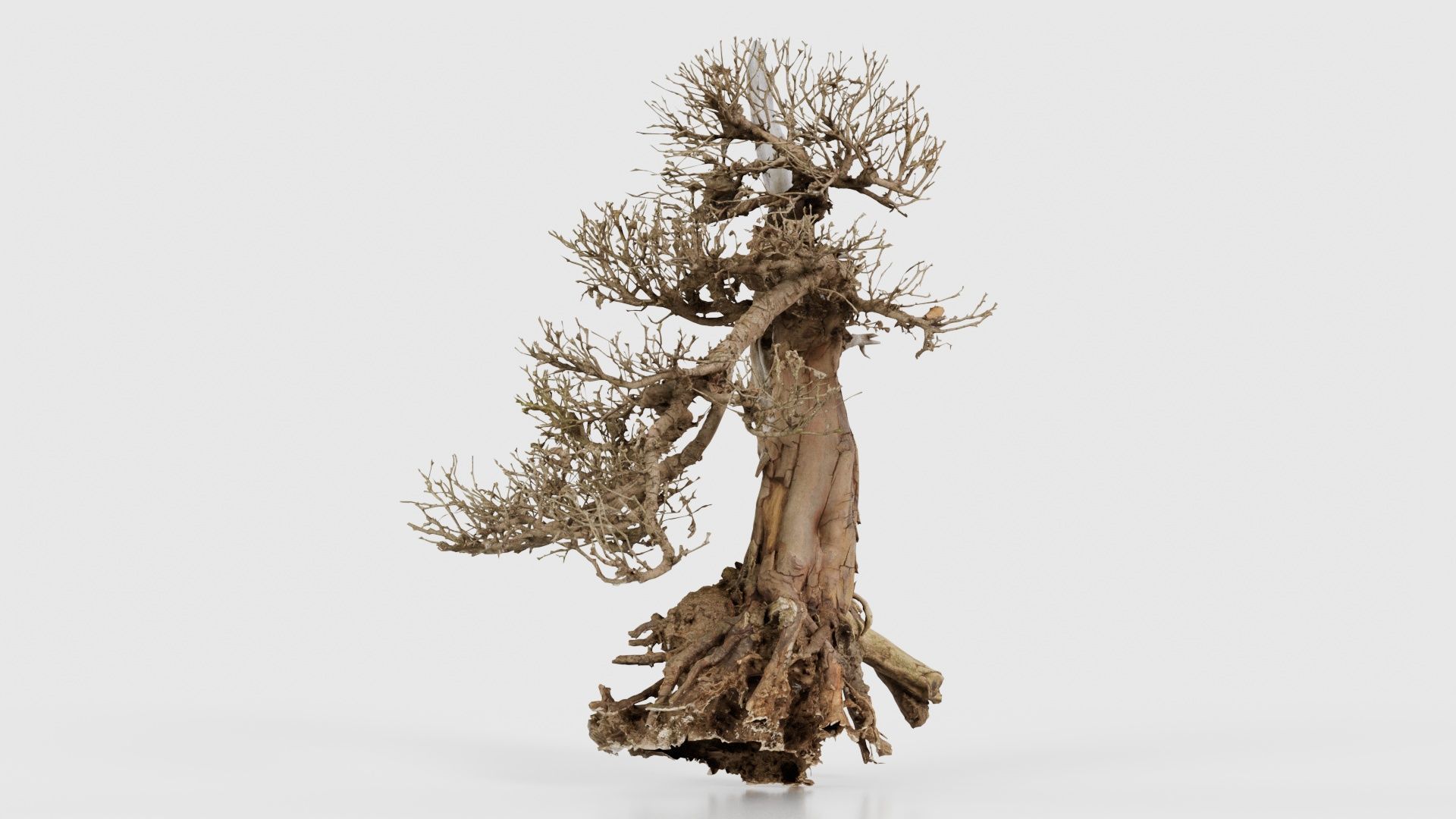 Dead Bonsai Tree 3 Low-poly 3D model_18