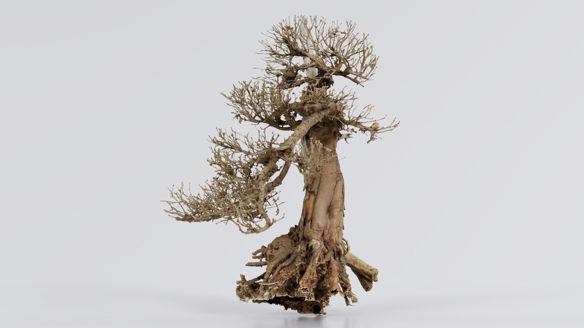 Dead Bonsai Tree 3 Low-poly 3D model_3