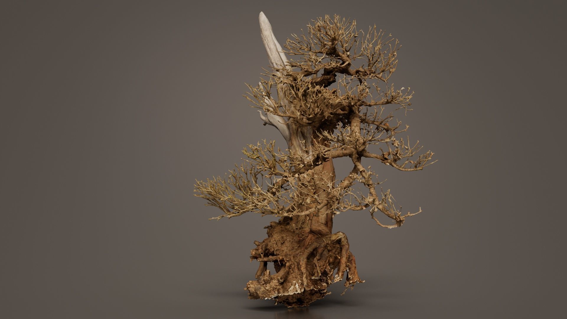 Dead Bonsai Tree 3 Low-poly 3D model_5