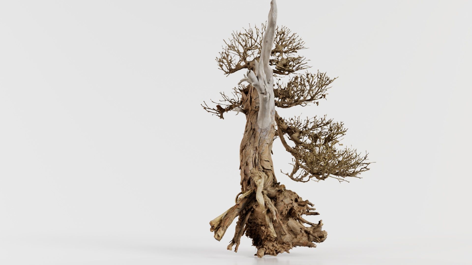 Dead Bonsai Tree 3 Low-poly 3D model_1