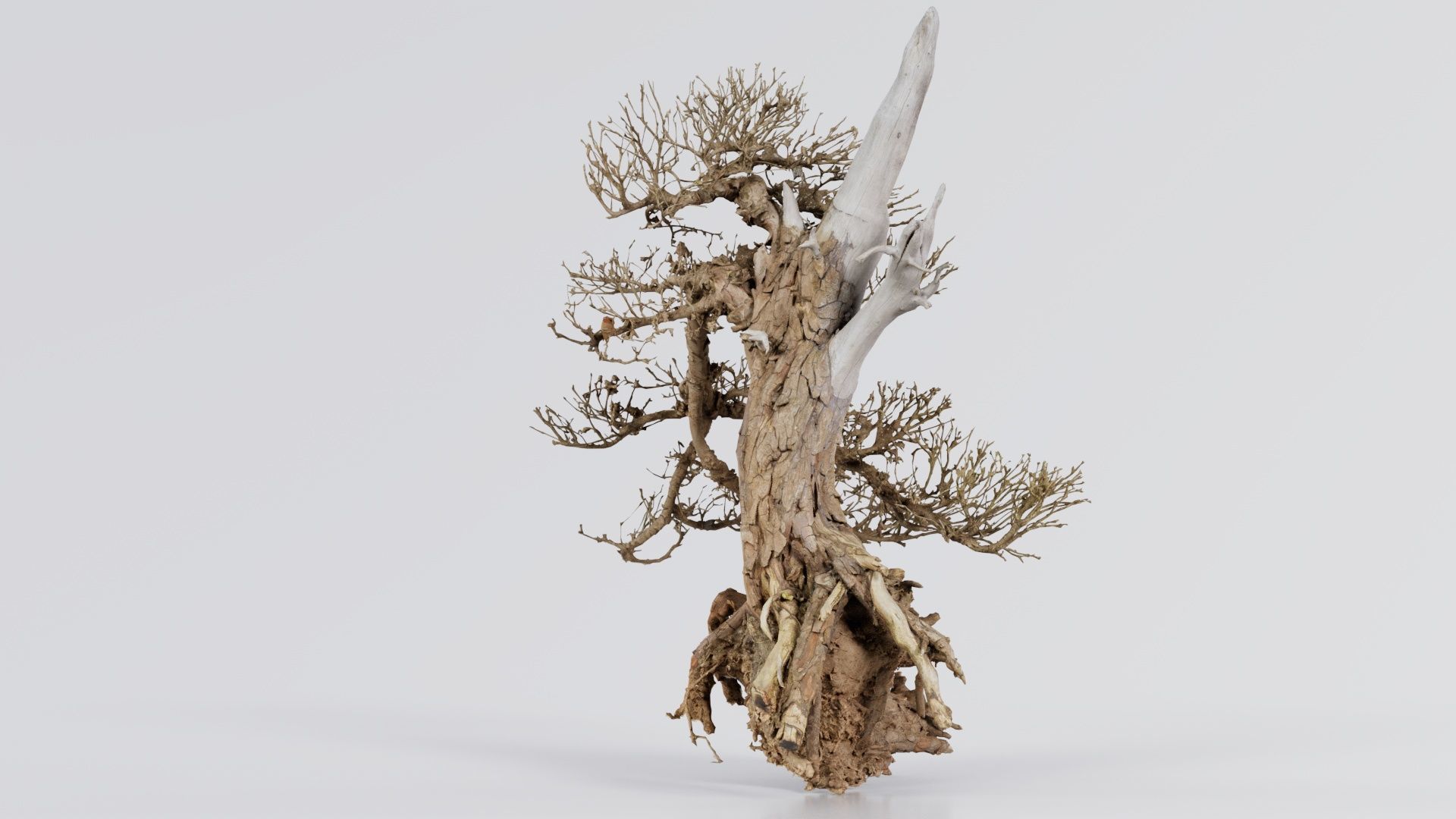Dead Bonsai Tree 3 Low-poly 3D model_8