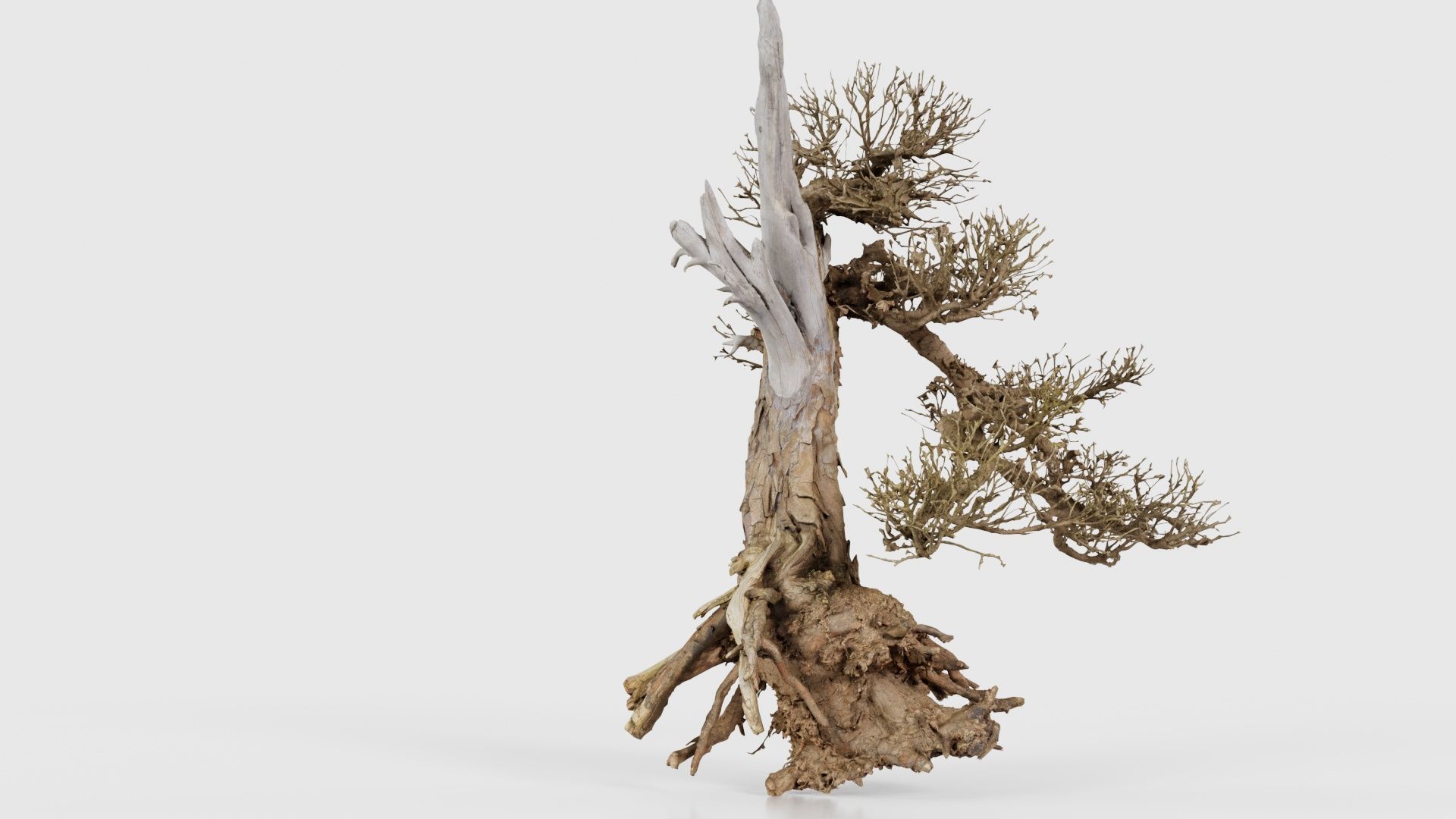 Dead Bonsai Tree 3 Low-poly 3D model_23