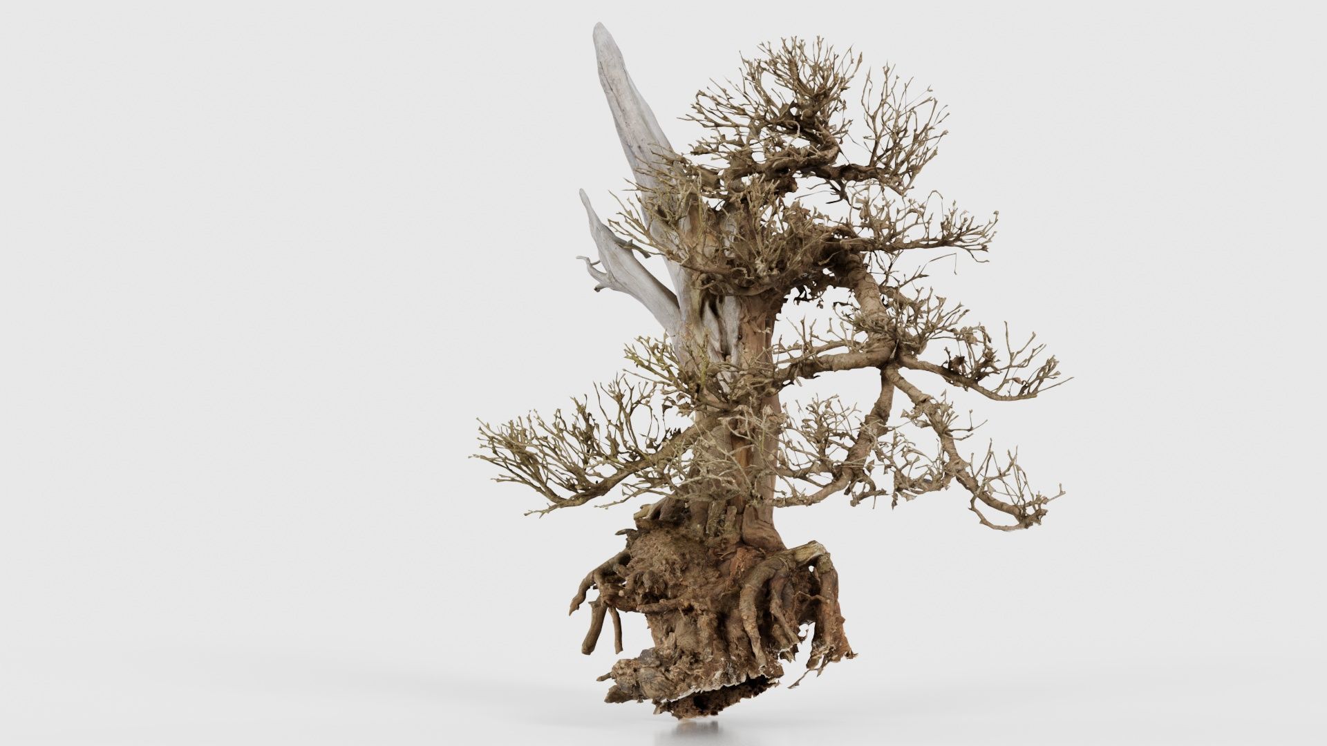 Dead Bonsai Tree 3 Low-poly 3D model_20