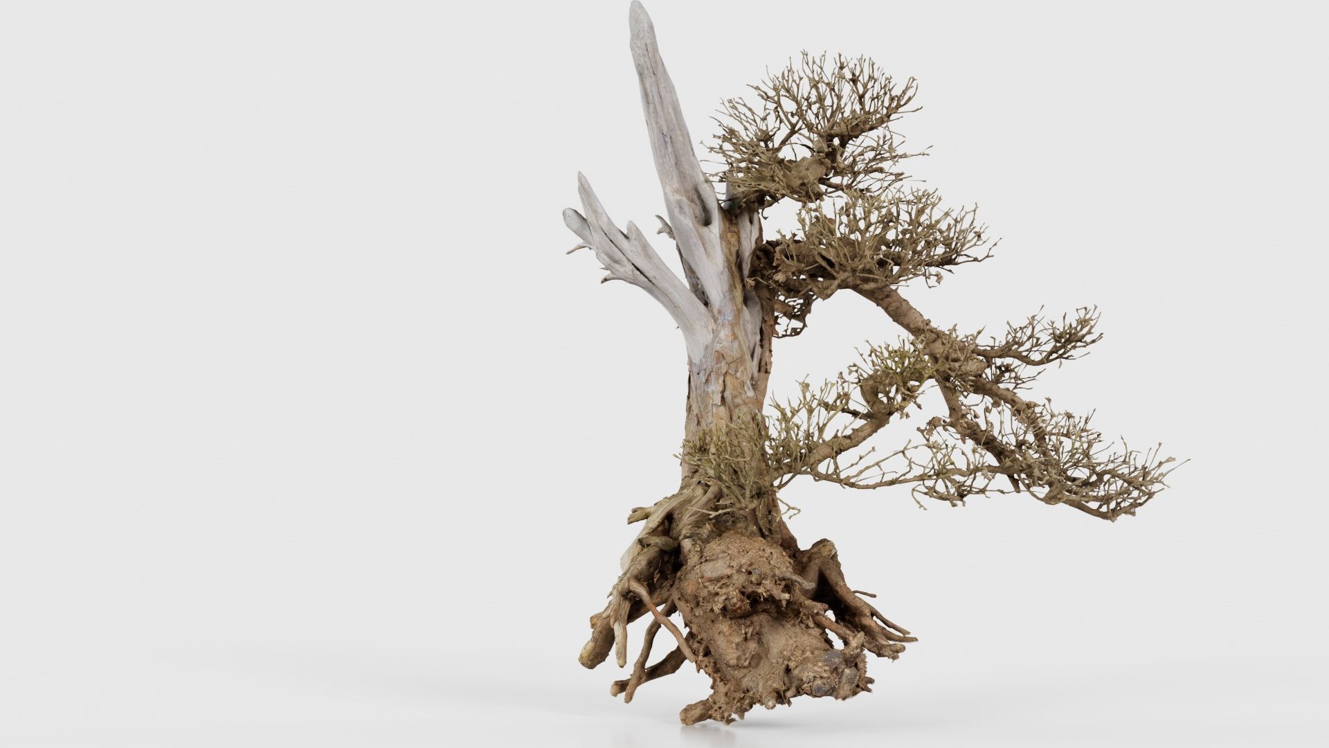 Dead Bonsai Tree 3 Low-poly 3D model_22