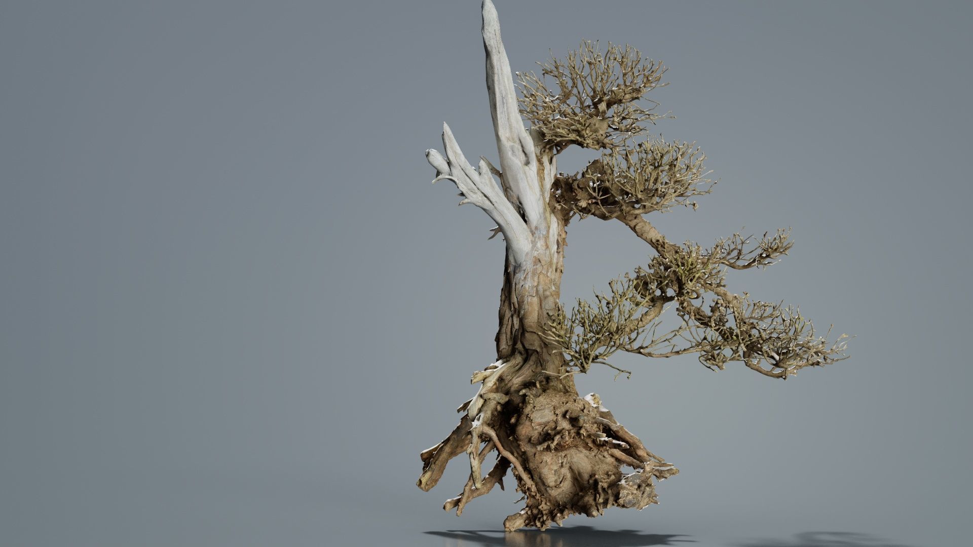 Dead Bonsai Tree 3 Low-poly 3D model_6