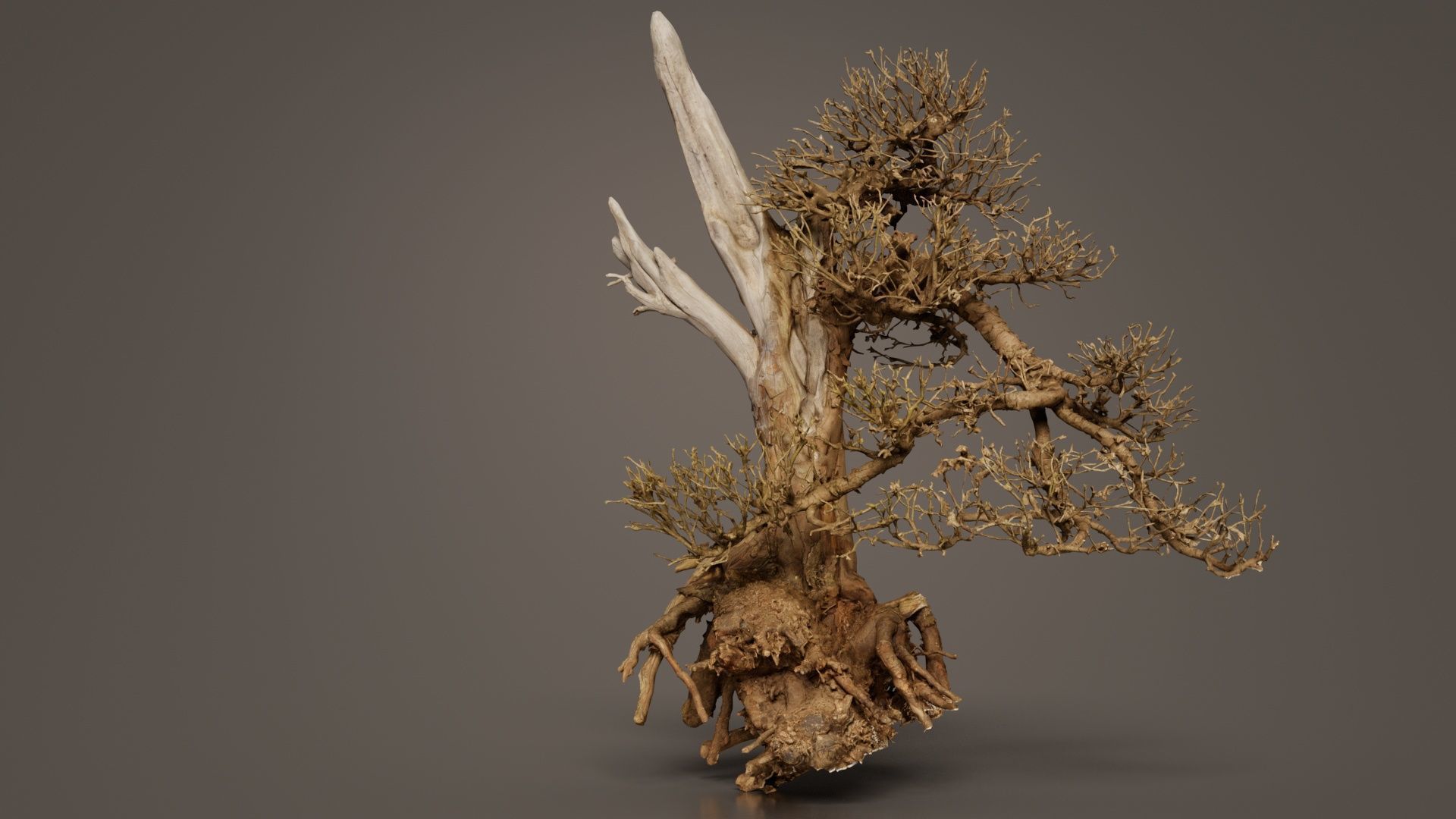 Dead Bonsai Tree 3 Low-poly 3D model_4