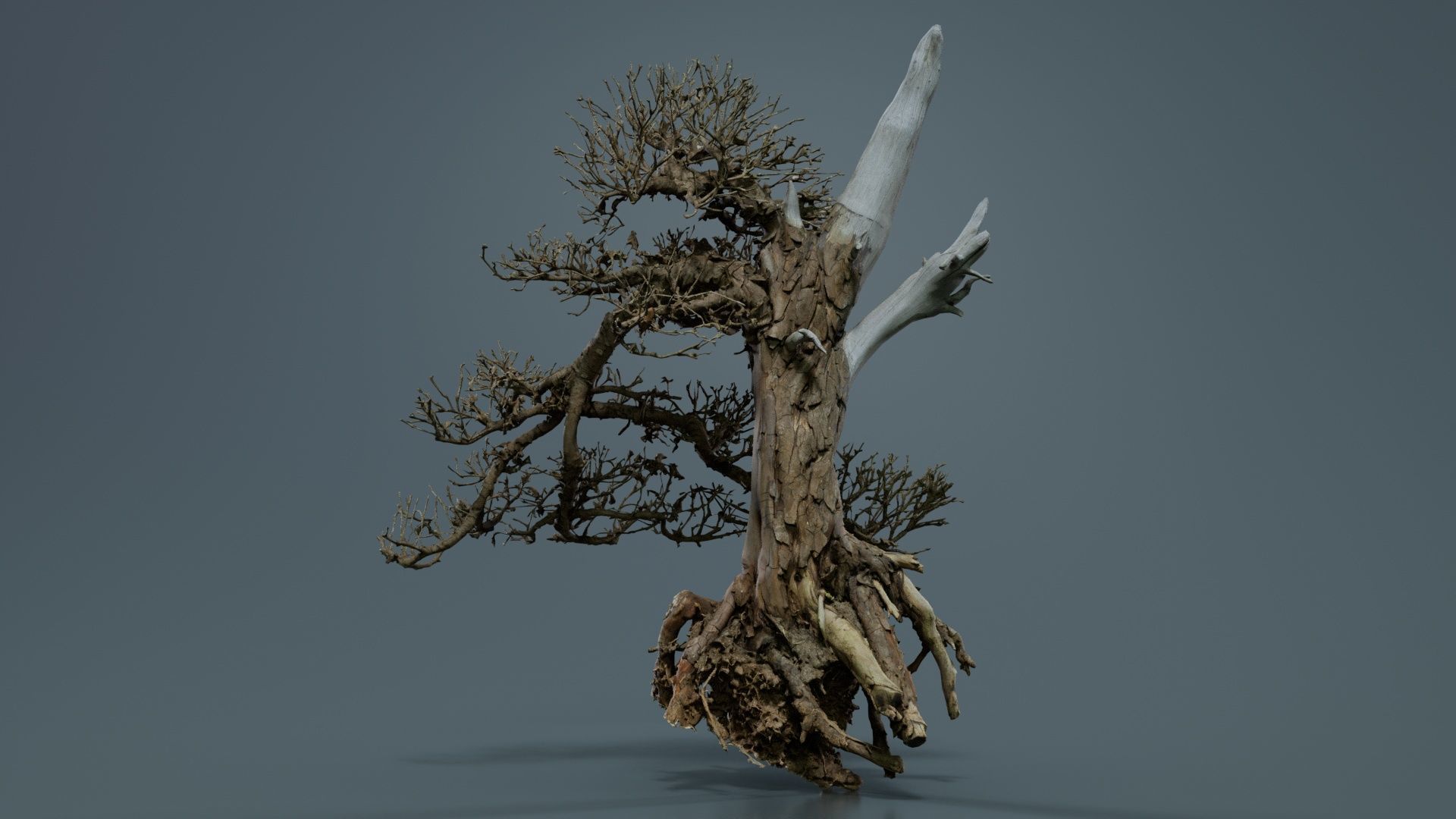 Dead Bonsai Tree 3 Low-poly 3D model_2