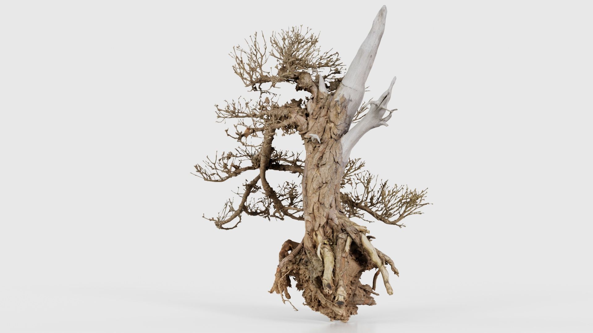 Dead Bonsai Tree 3 Low-poly 3D model_26