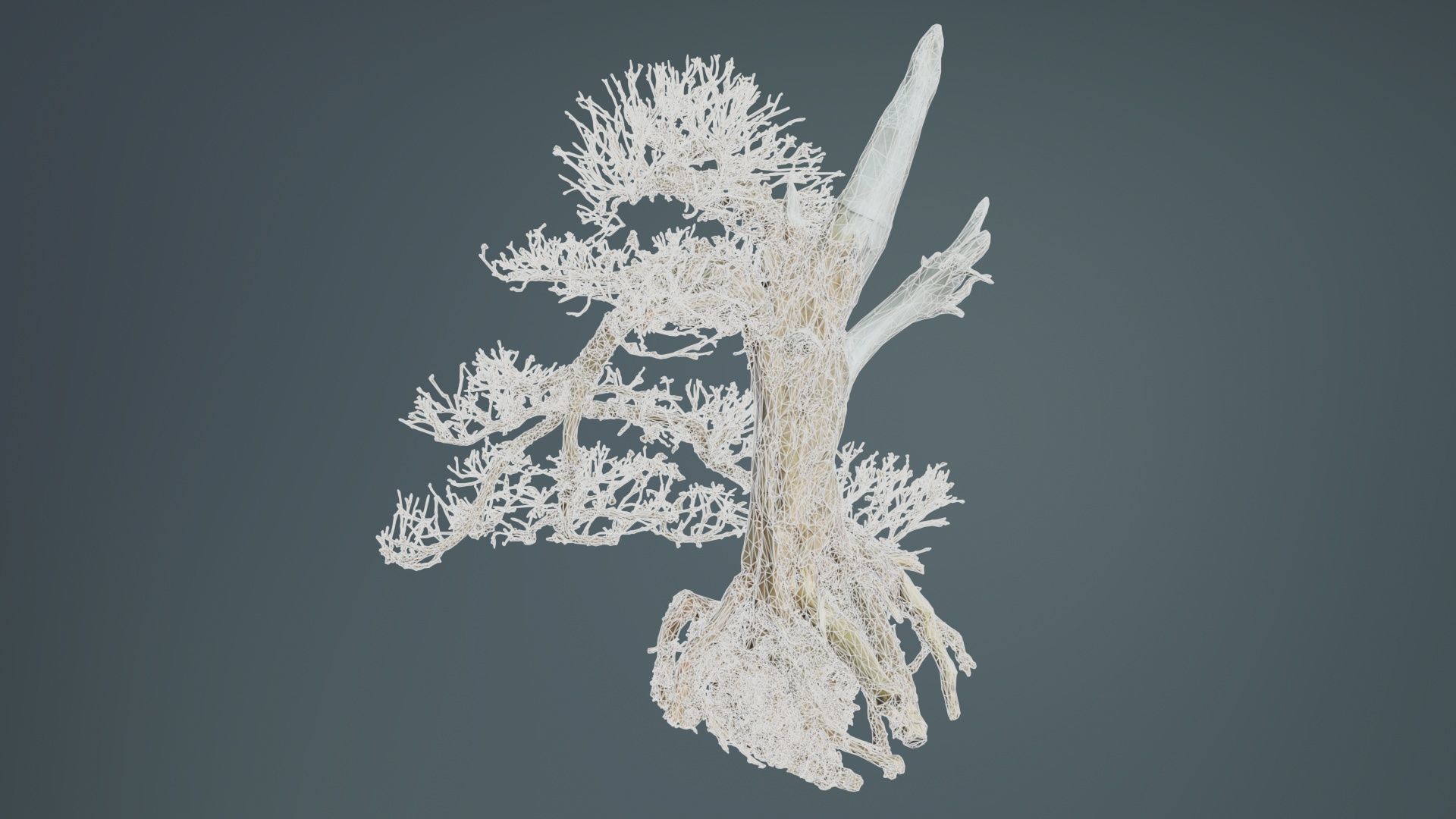 Dead Bonsai Tree 3 Low-poly 3D model_9