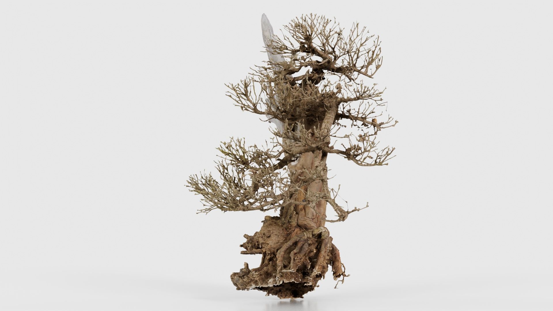 Dead Bonsai Tree 3 Low-poly 3D model_19