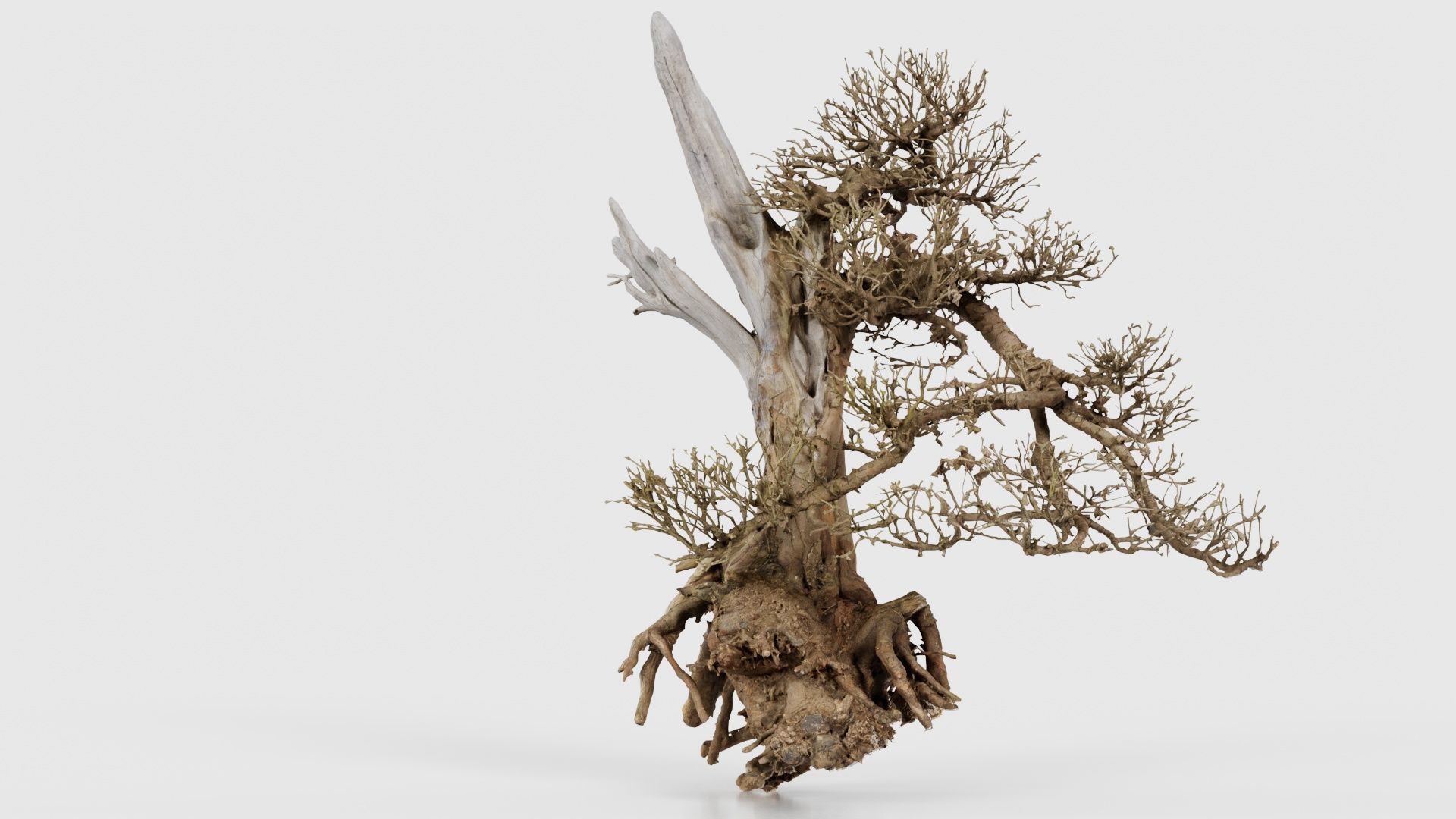 Dead Bonsai Tree 3 Low-poly 3D model_21