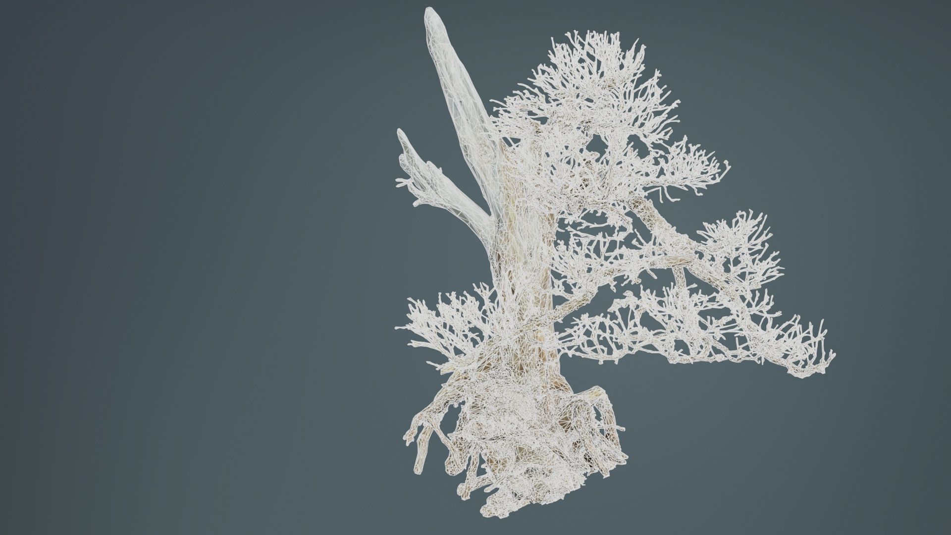 Dead Bonsai Tree 3 Low-poly 3D model_10
