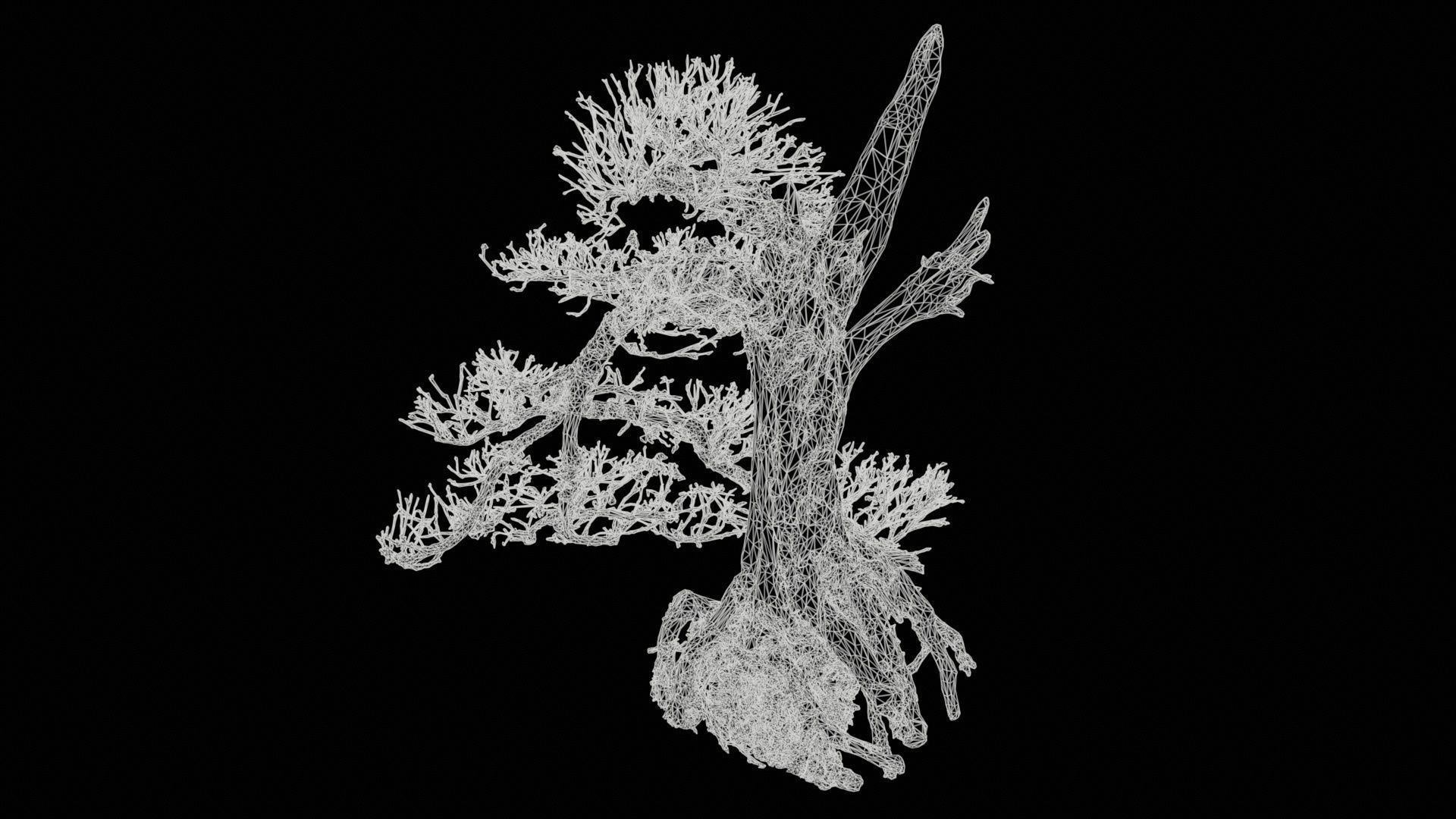 Dead Bonsai Tree 3 Low-poly 3D model_11