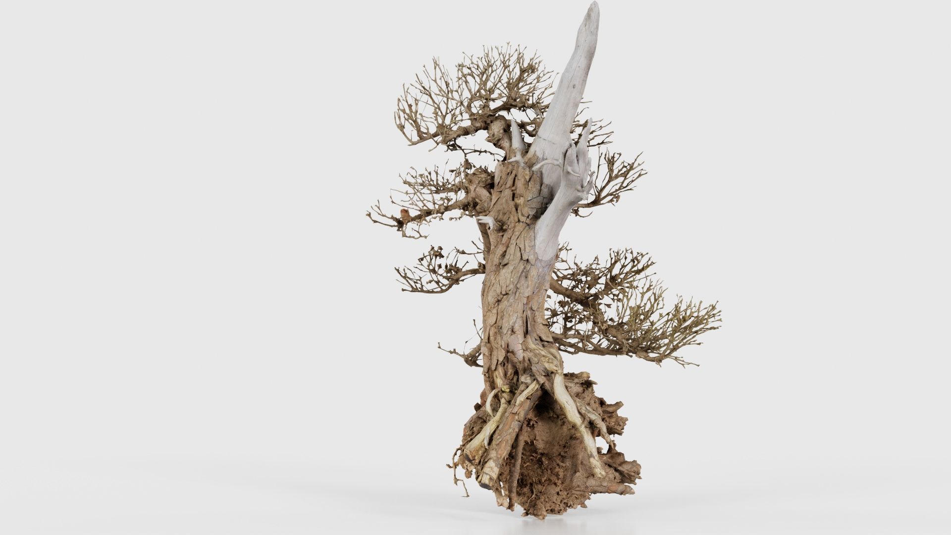 Dead Bonsai Tree 3 Low-poly 3D model_25
