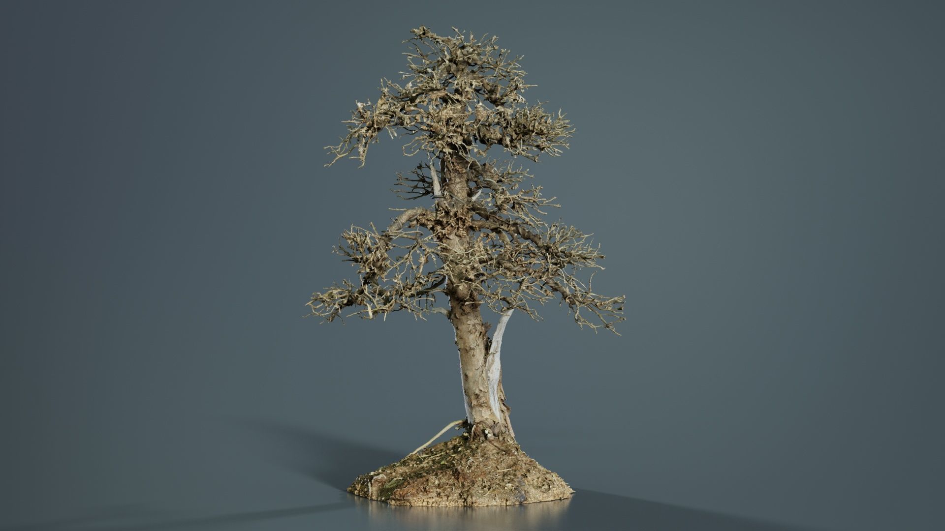 Dead Bonsai Tree 4 Low-poly 3D model_1