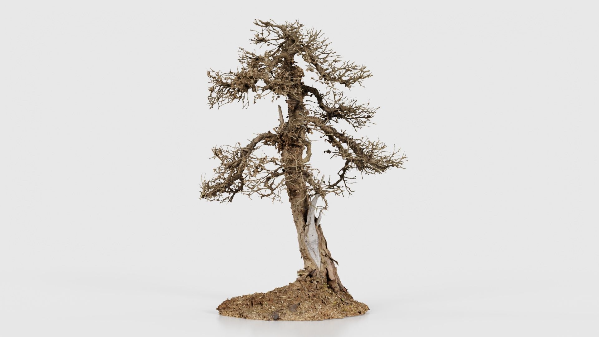 Dead Bonsai Tree 4 Low-poly 3D model_21