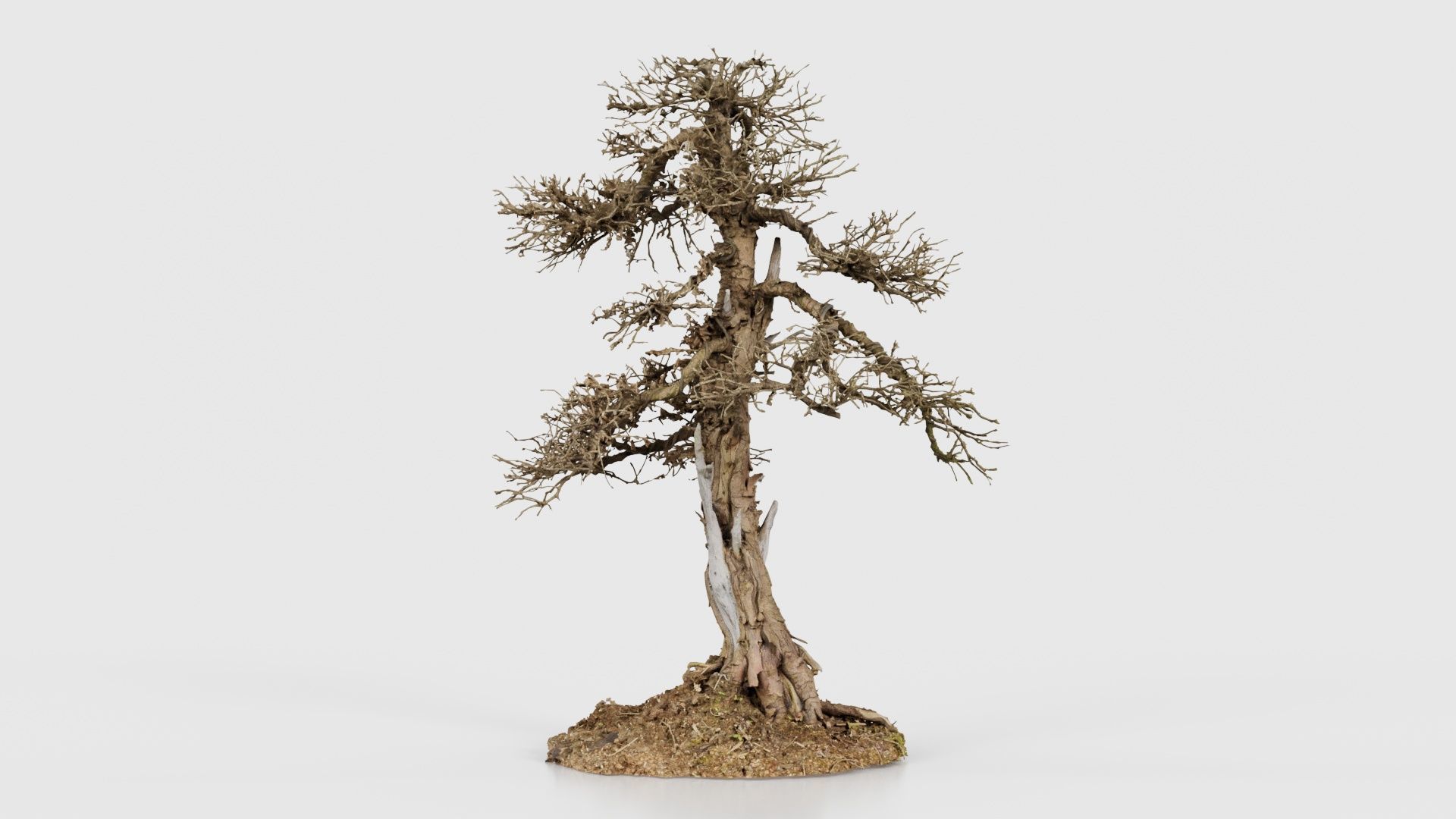 Dead Bonsai Tree 4 Low-poly 3D model_19