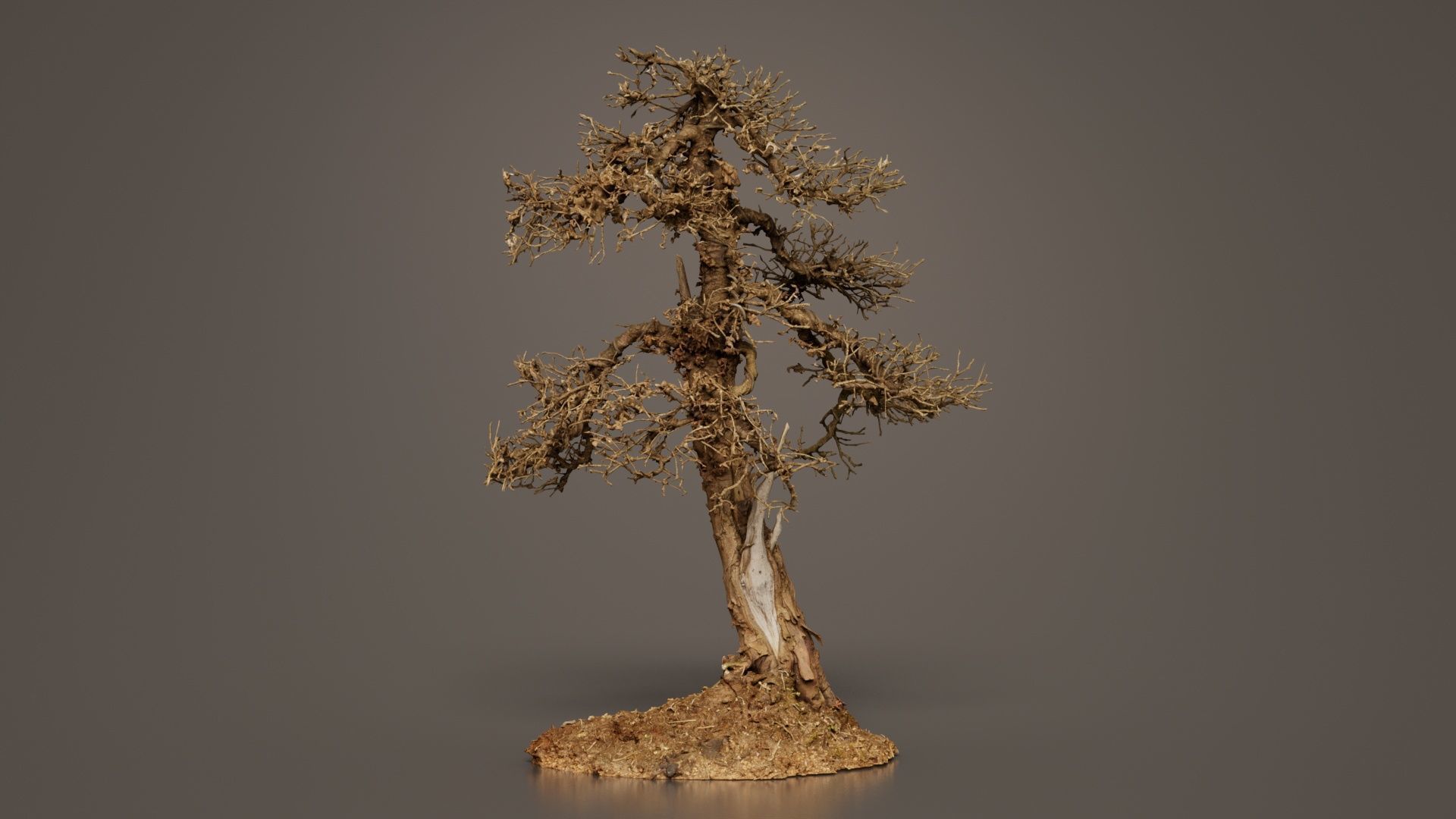 Dead Bonsai Tree 4 Low-poly 3D model_2