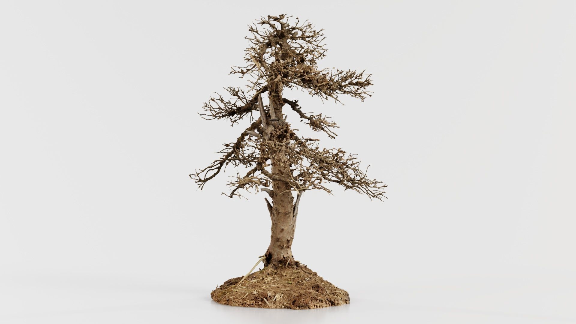 Dead Bonsai Tree 4 Low-poly 3D model_5