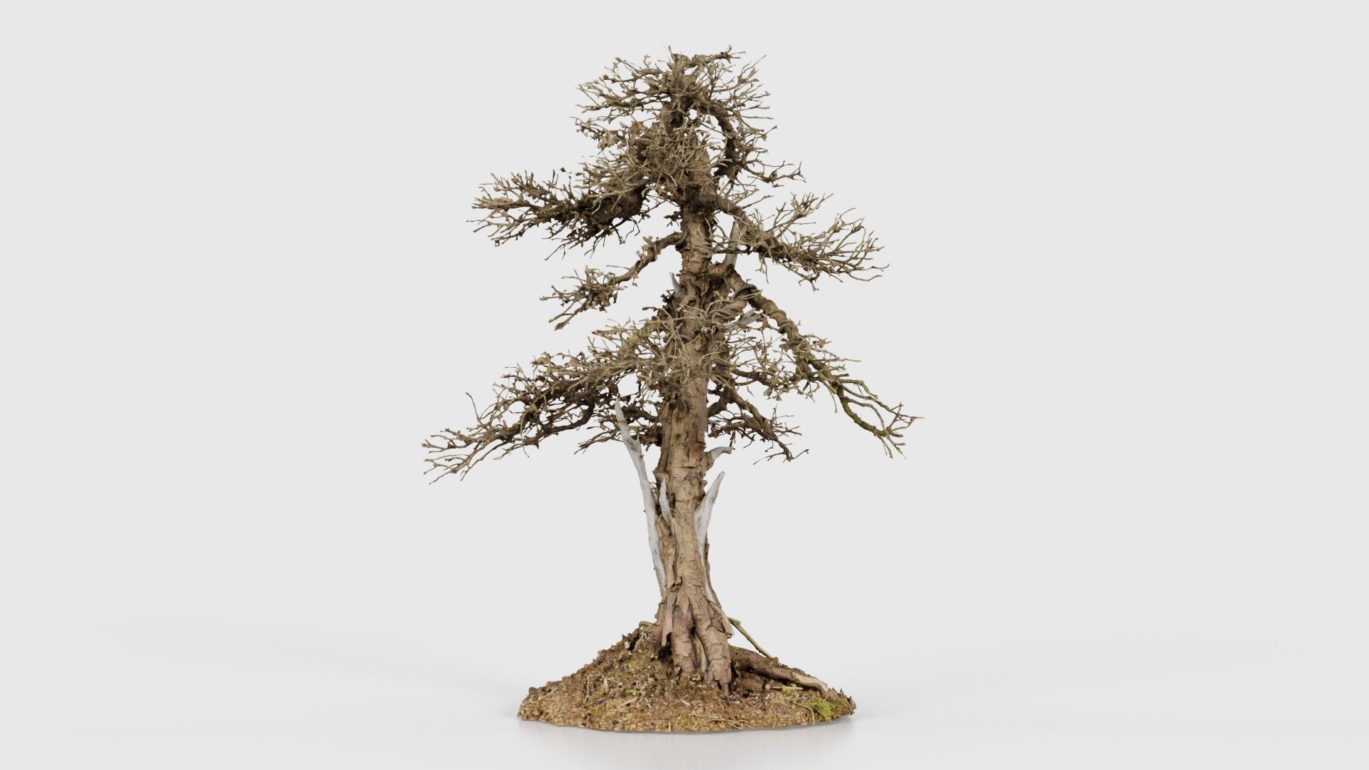 Dead Bonsai Tree 4 Low-poly 3D model_18