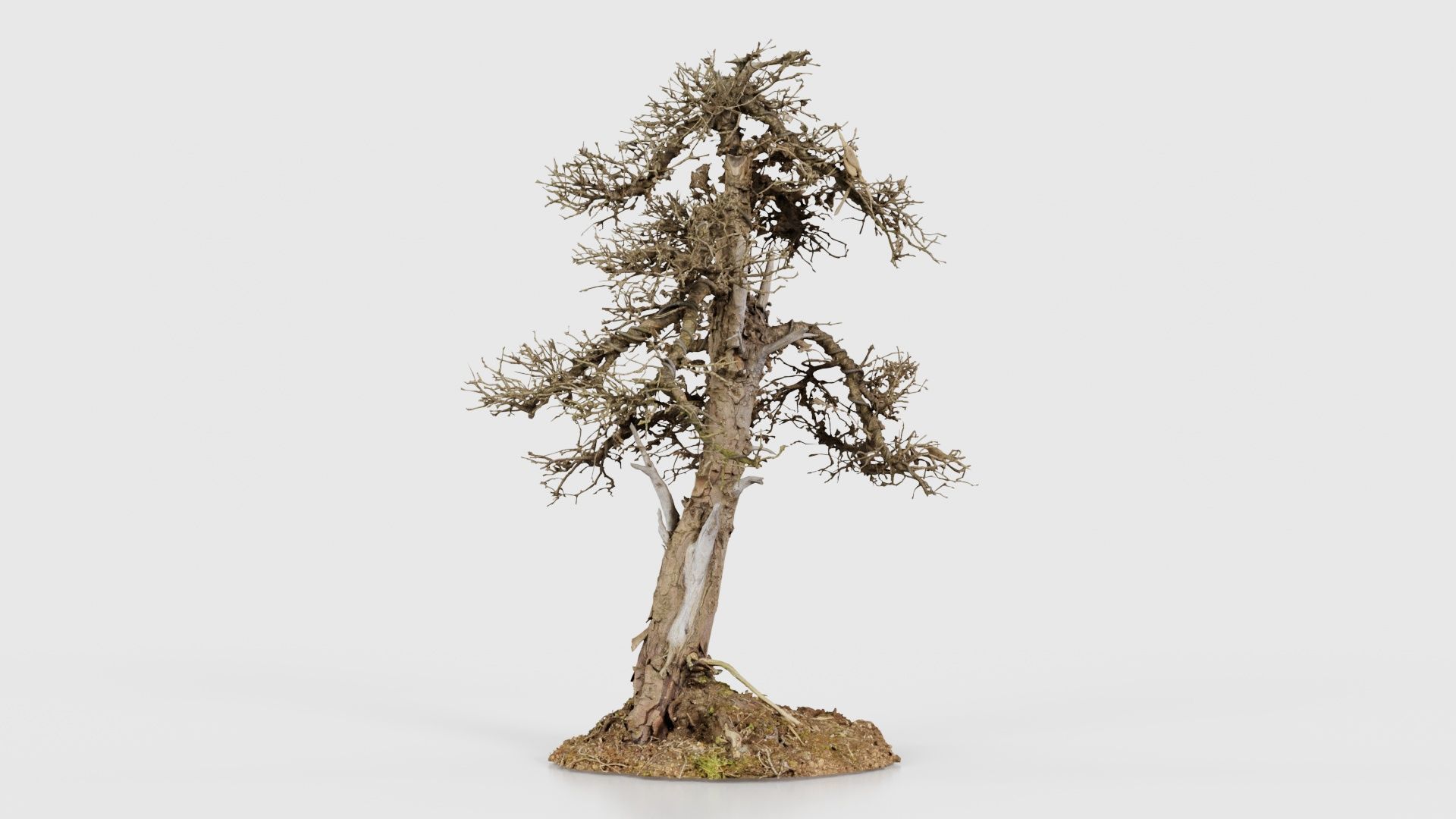 Dead Bonsai Tree 4 Low-poly 3D model_16