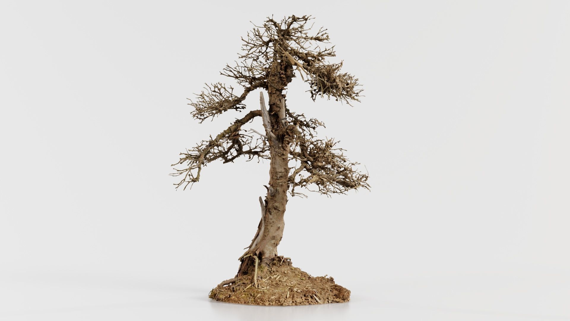 Dead Bonsai Tree 4 Low-poly 3D model_7