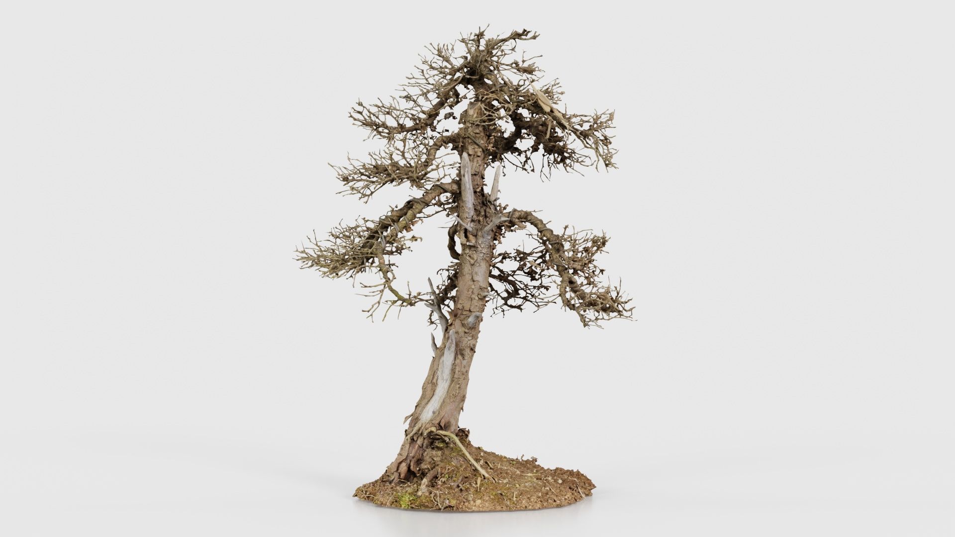 Dead Bonsai Tree 4 Low-poly 3D model_15