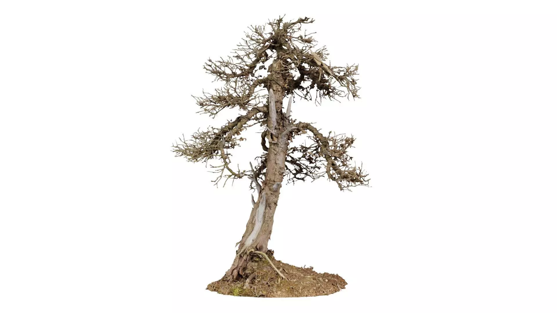 Dead Bonsai Tree 4 Low-poly 3D model_0