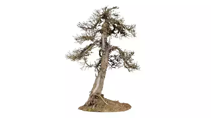 Dead Bonsai Tree 4 Low-poly 3D model