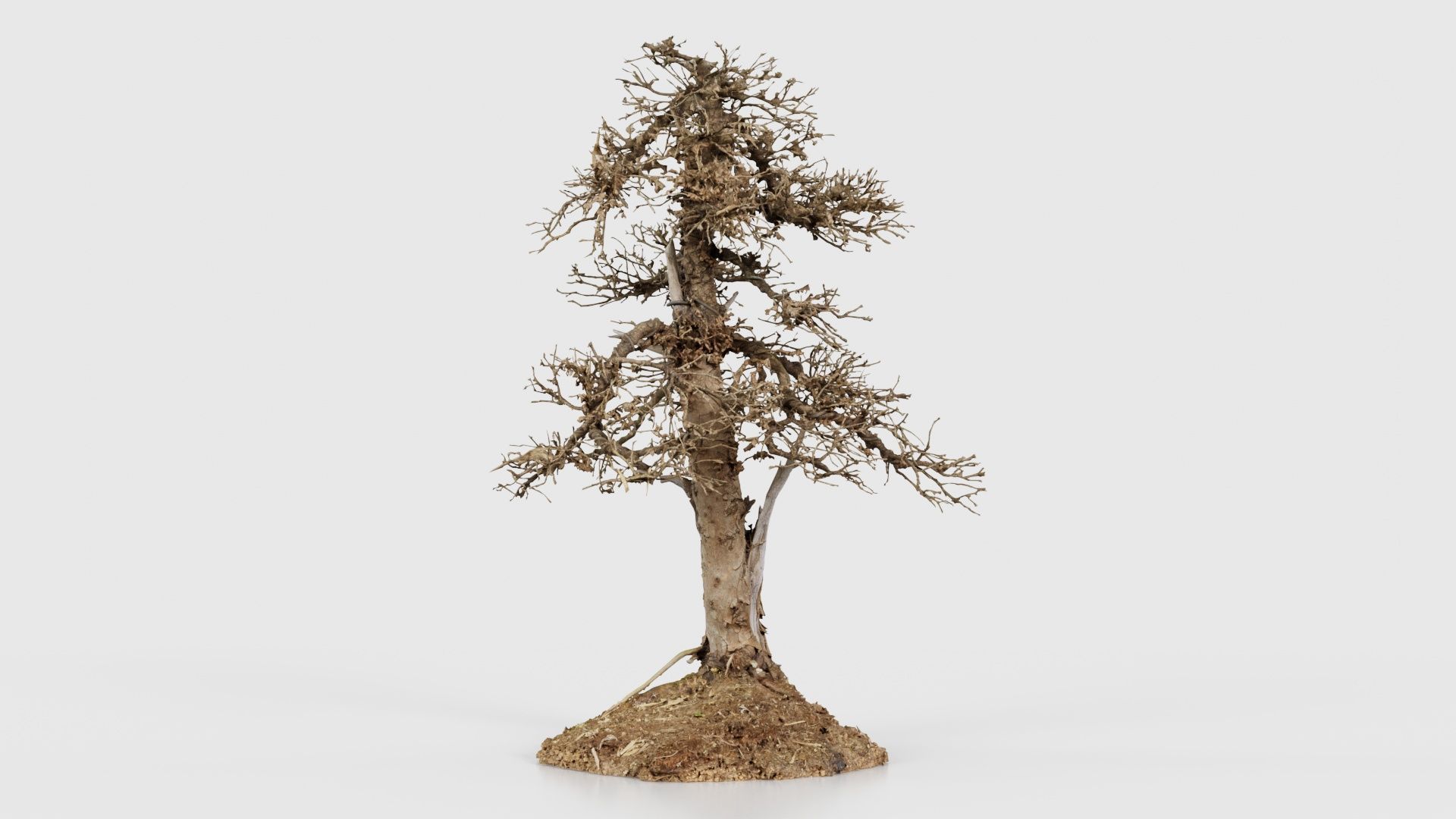 Dead Bonsai Tree 4 Low-poly 3D model_23