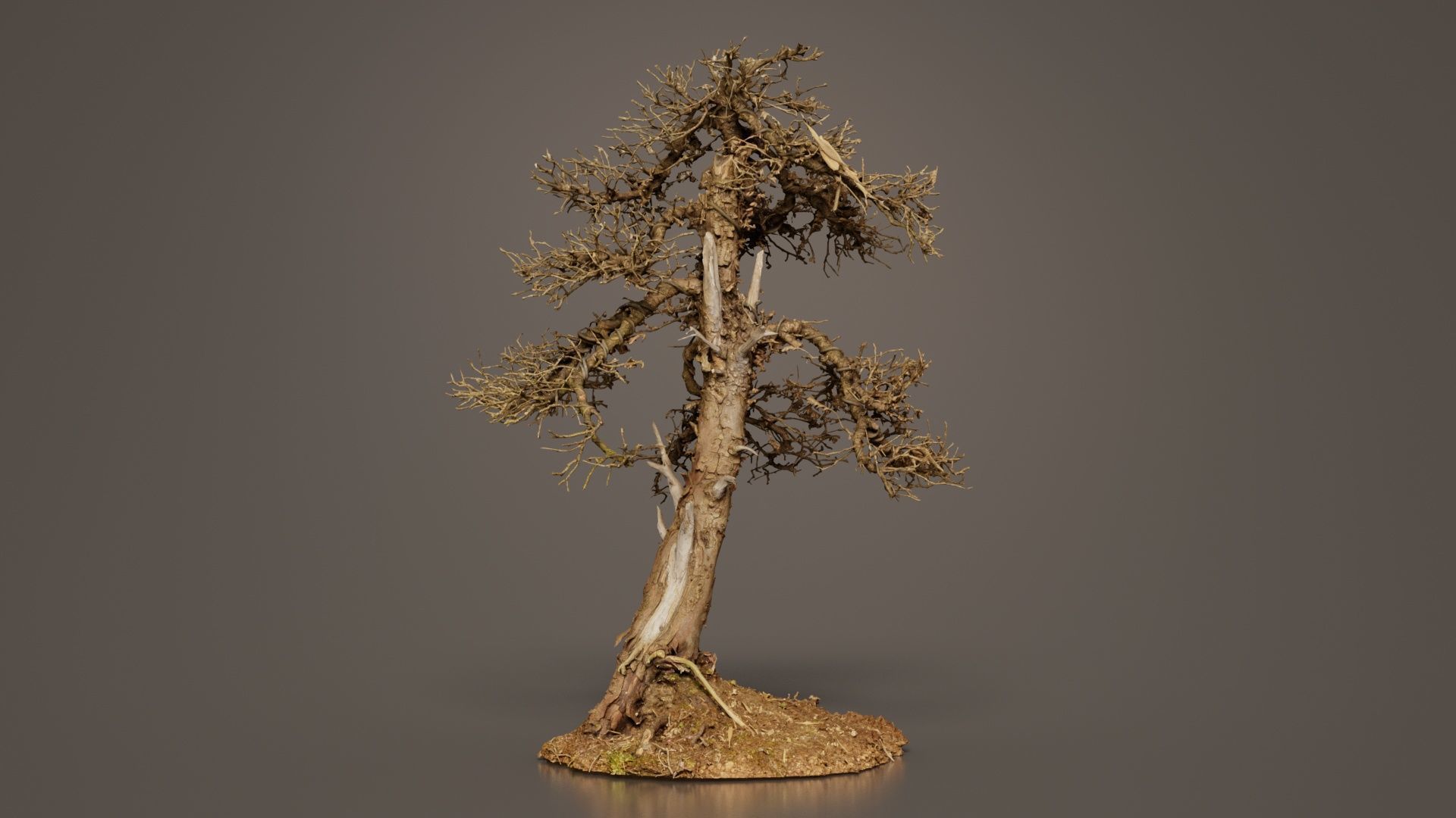 Dead Bonsai Tree 4 Low-poly 3D model_3