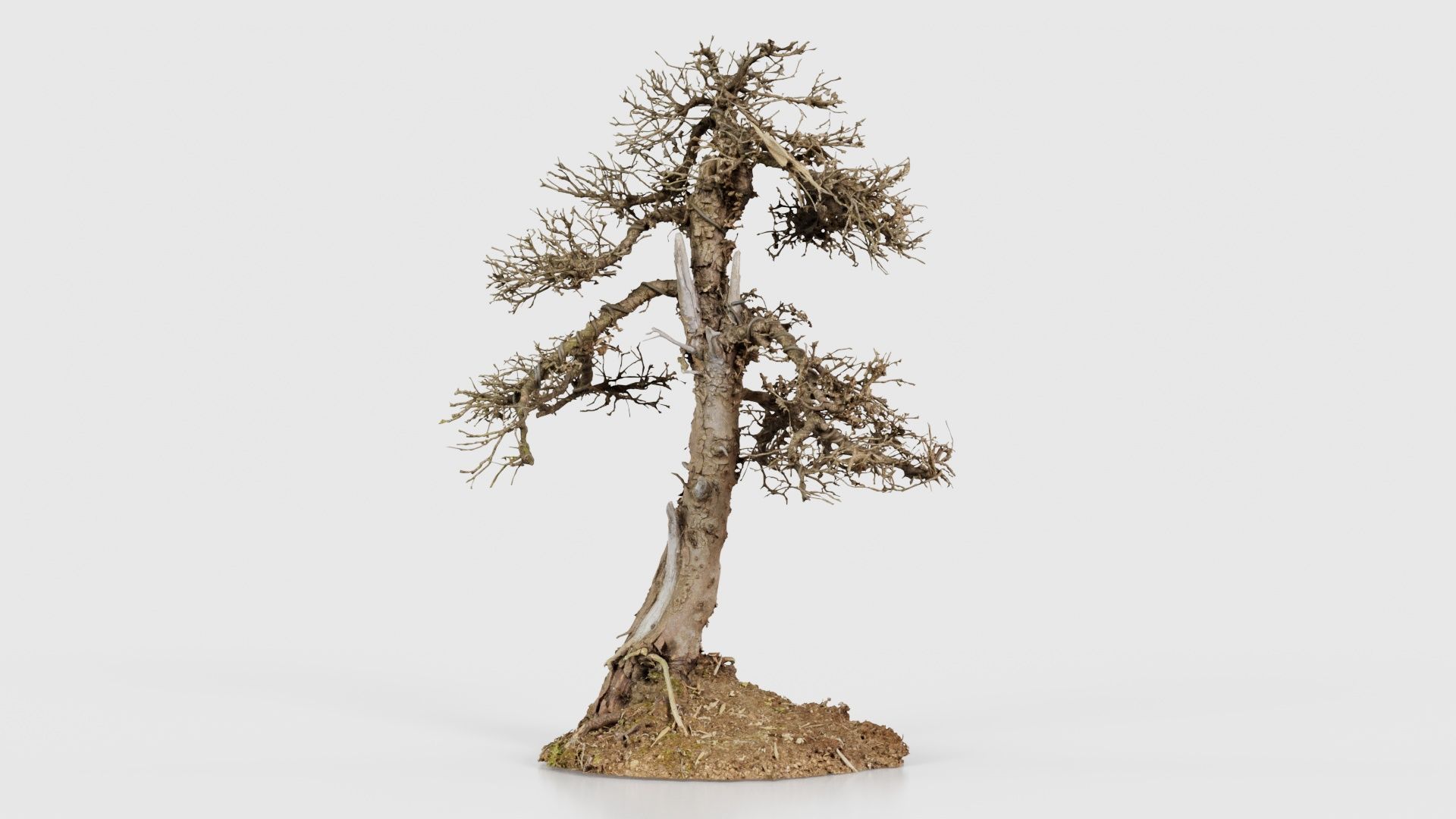 Dead Bonsai Tree 4 Low-poly 3D model_26