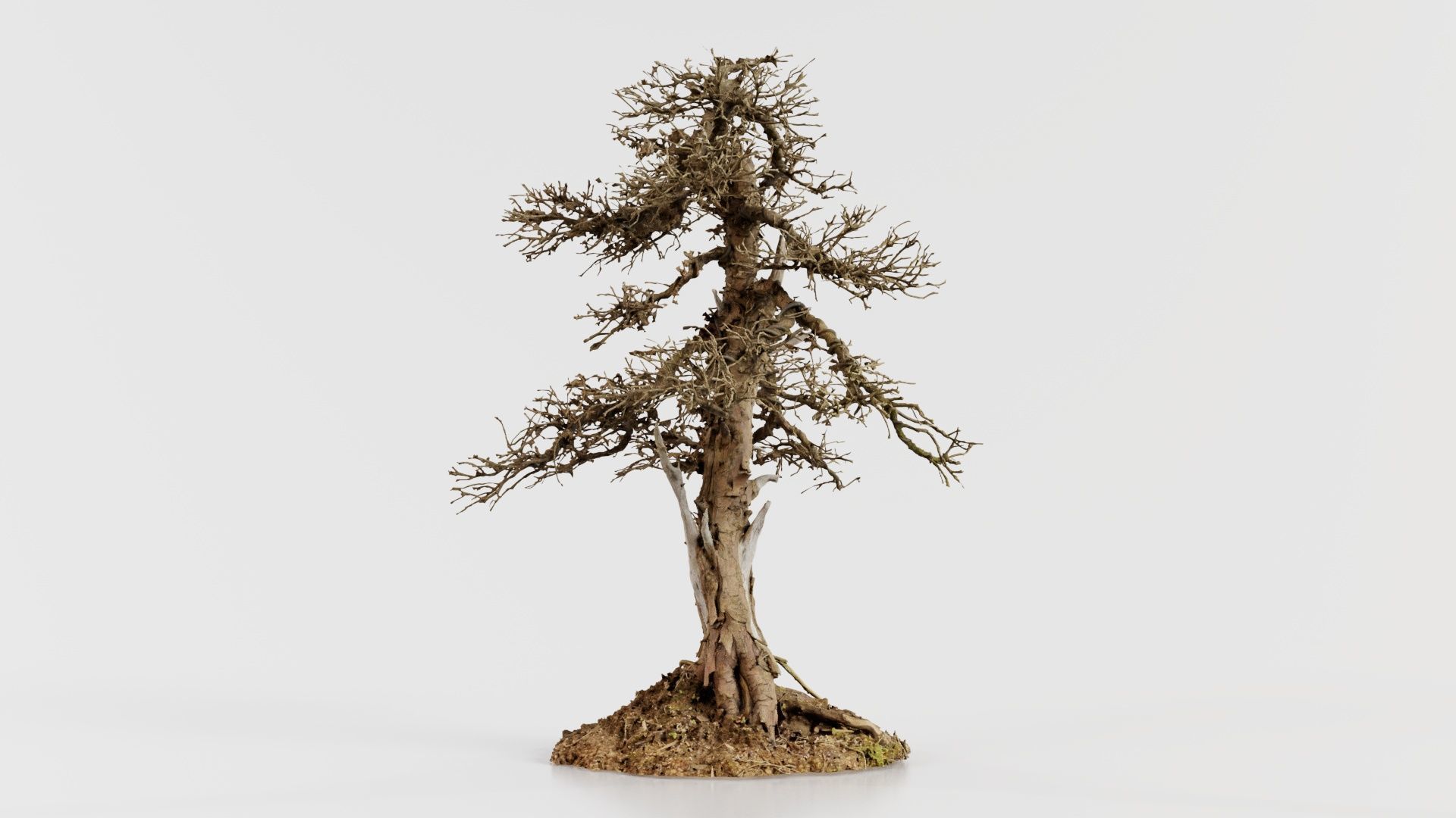Dead Bonsai Tree 4 Low-poly 3D model_8