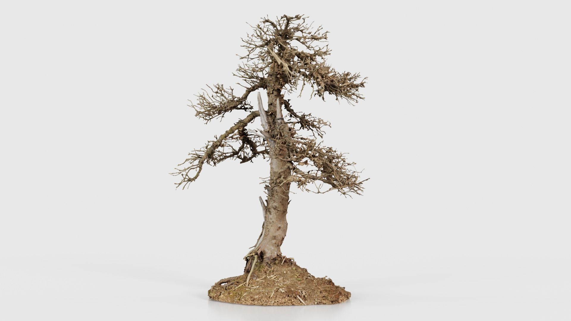 Dead Bonsai Tree 4 Low-poly 3D model_25
