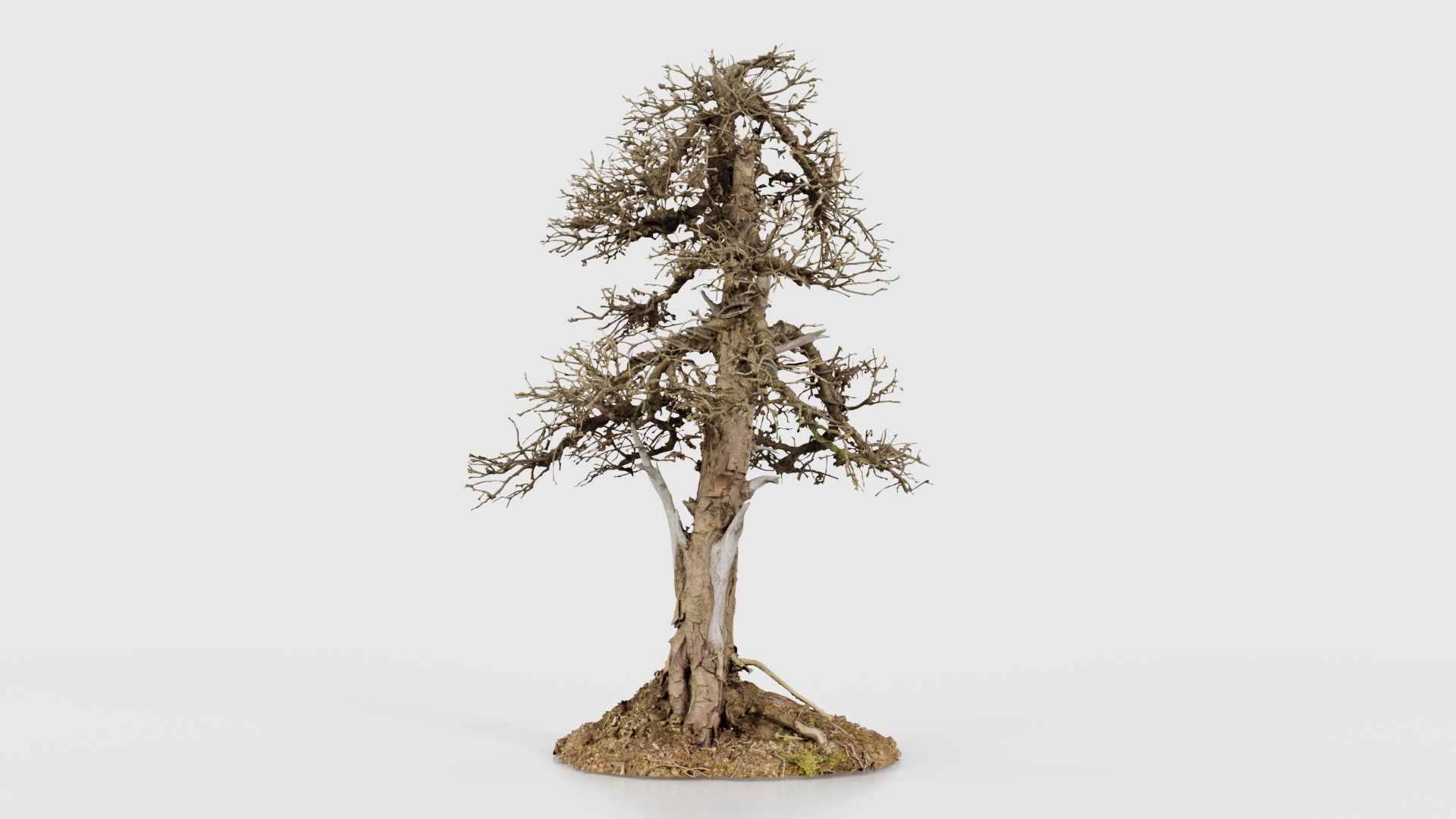 Dead Bonsai Tree 4 Low-poly 3D model_17