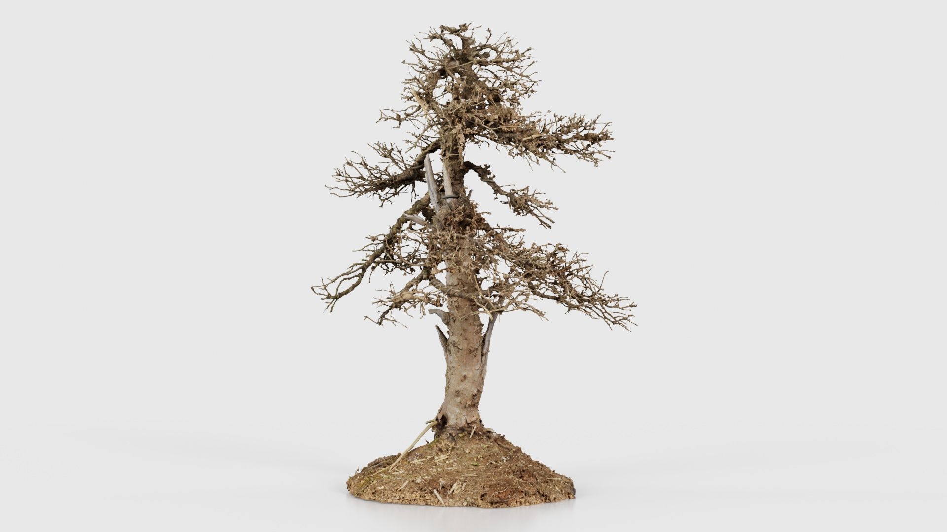 Dead Bonsai Tree 4 Low-poly 3D model_24