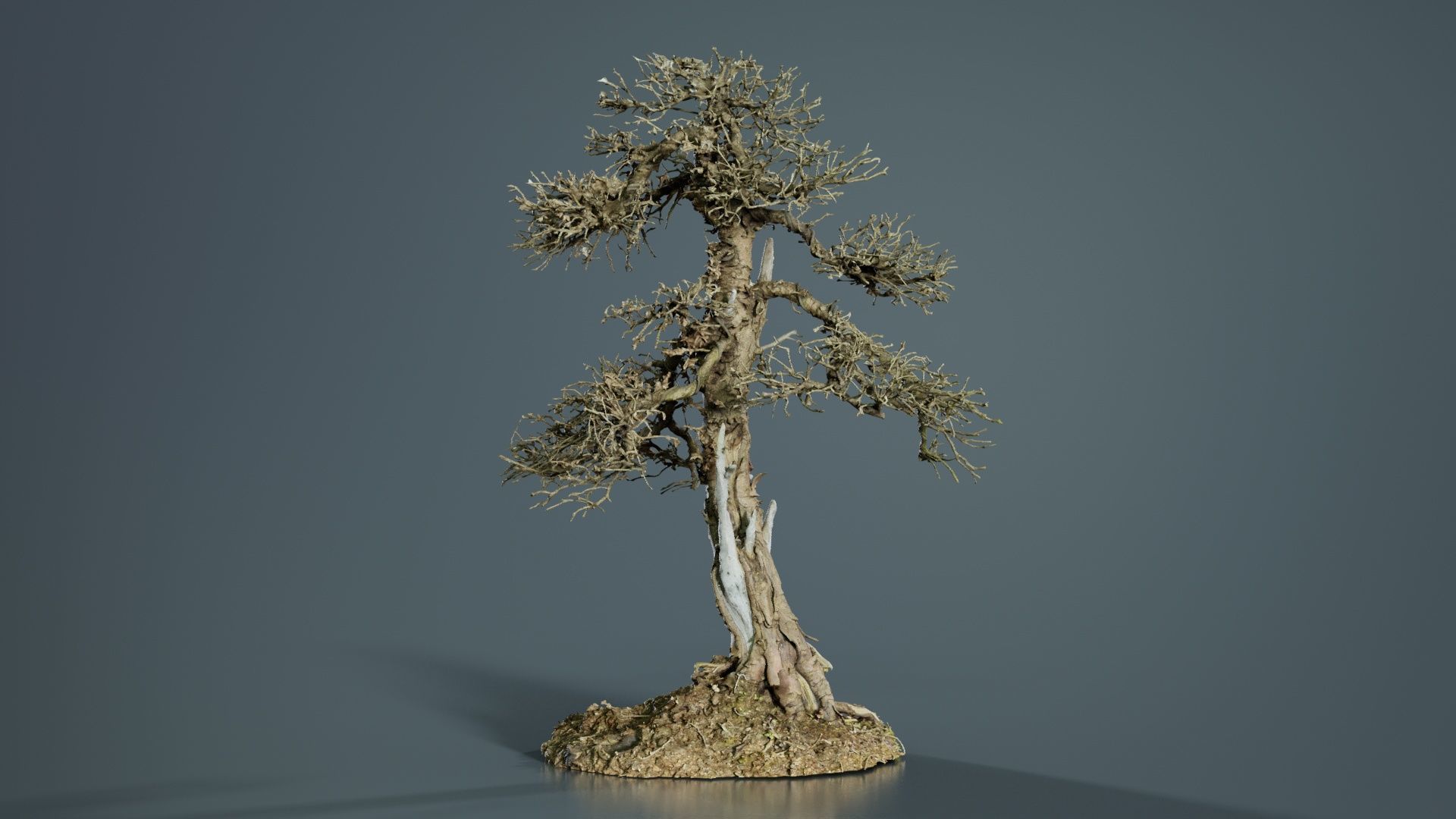Dead Bonsai Tree 4 Low-poly 3D model_6