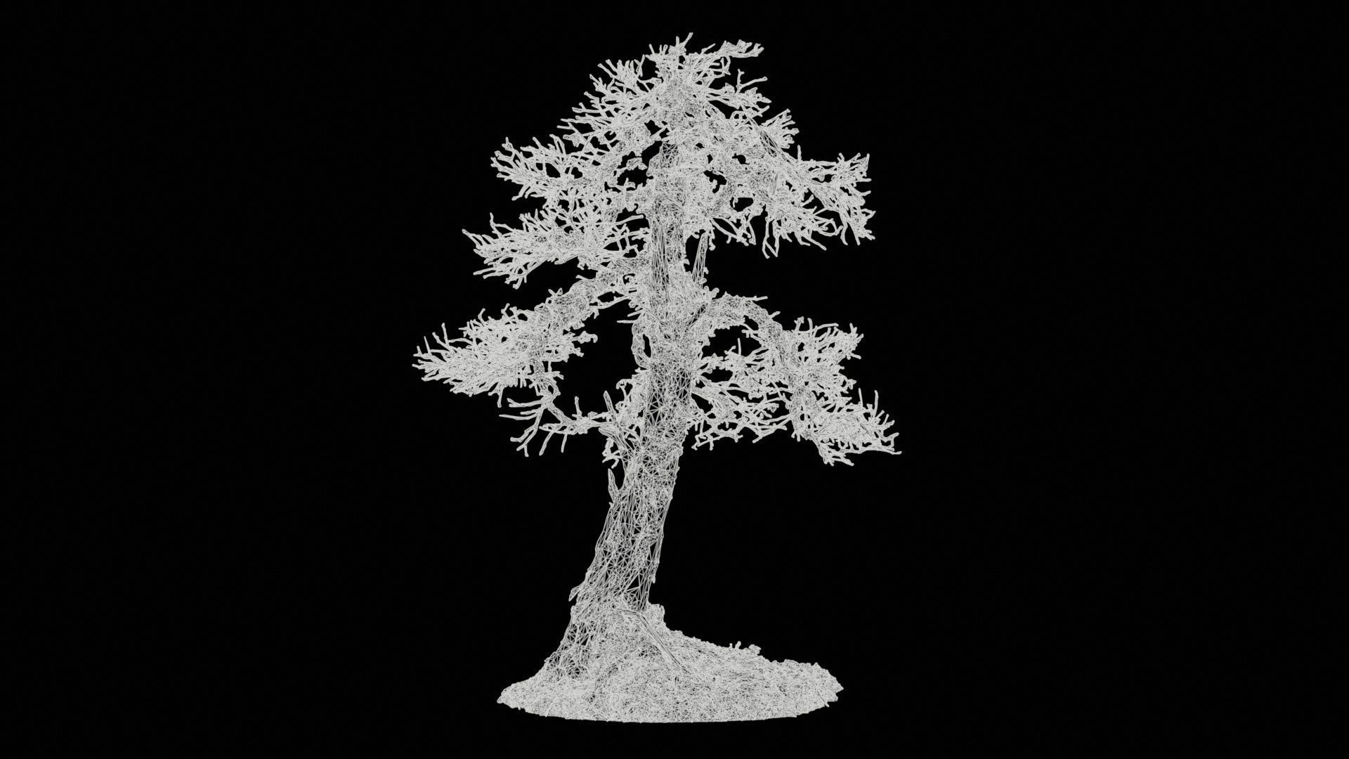 Dead Bonsai Tree 4 Low-poly 3D model_11